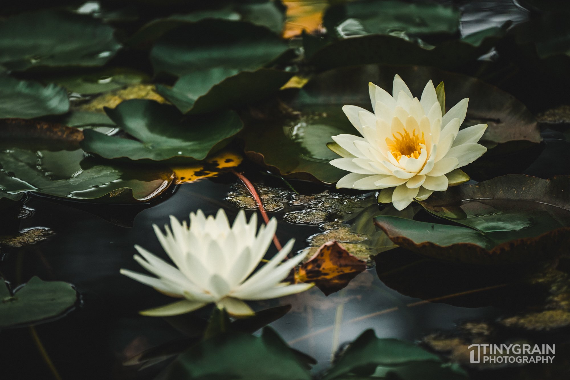 2023-04-HoustonZoo-A7401291-water-lily.jpg
