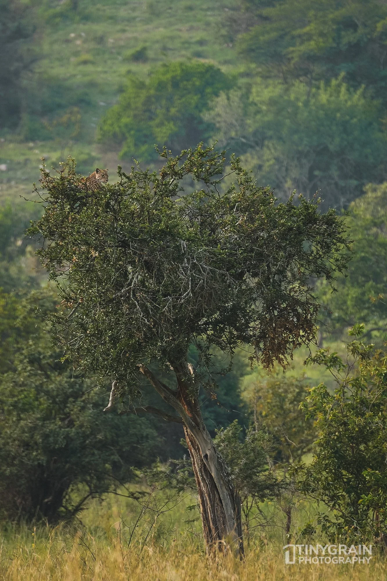 202201-Rwanda-A7400793-akageranationalpark-wildlife-conservation-leopard-in-a-tree.jpg