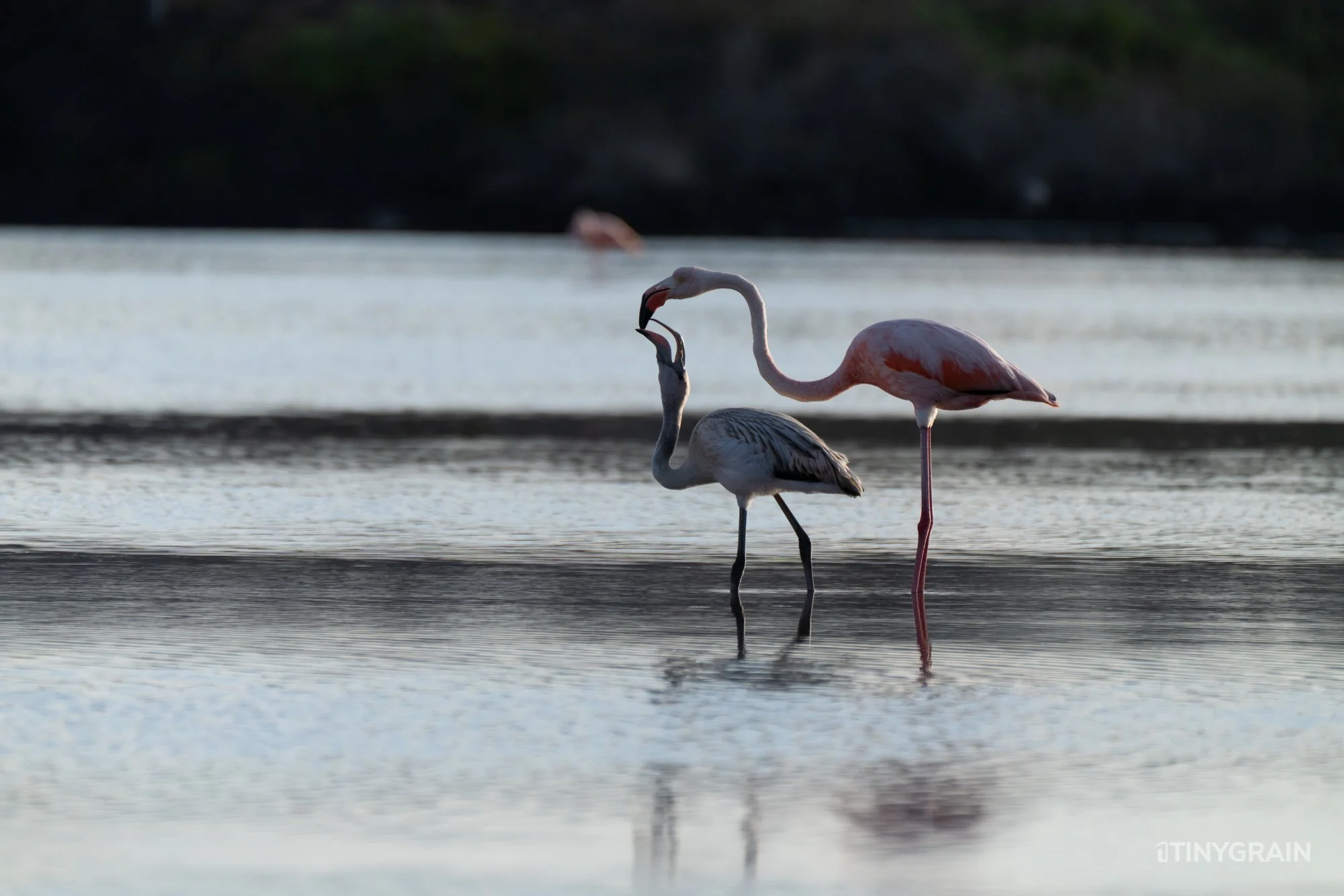 Flamingo - Galapagos