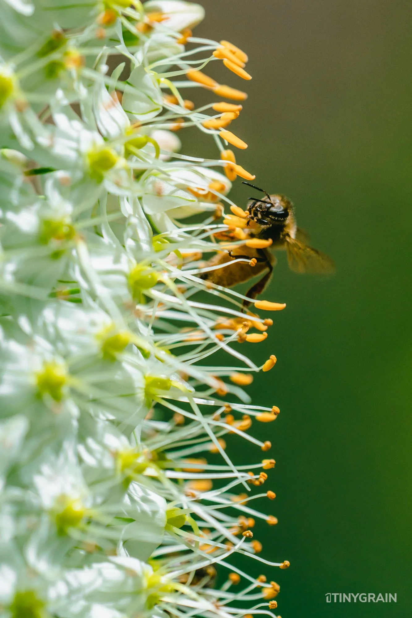 A7504056-Colorado-Denver-BotanicalGardens-Bee.jpg