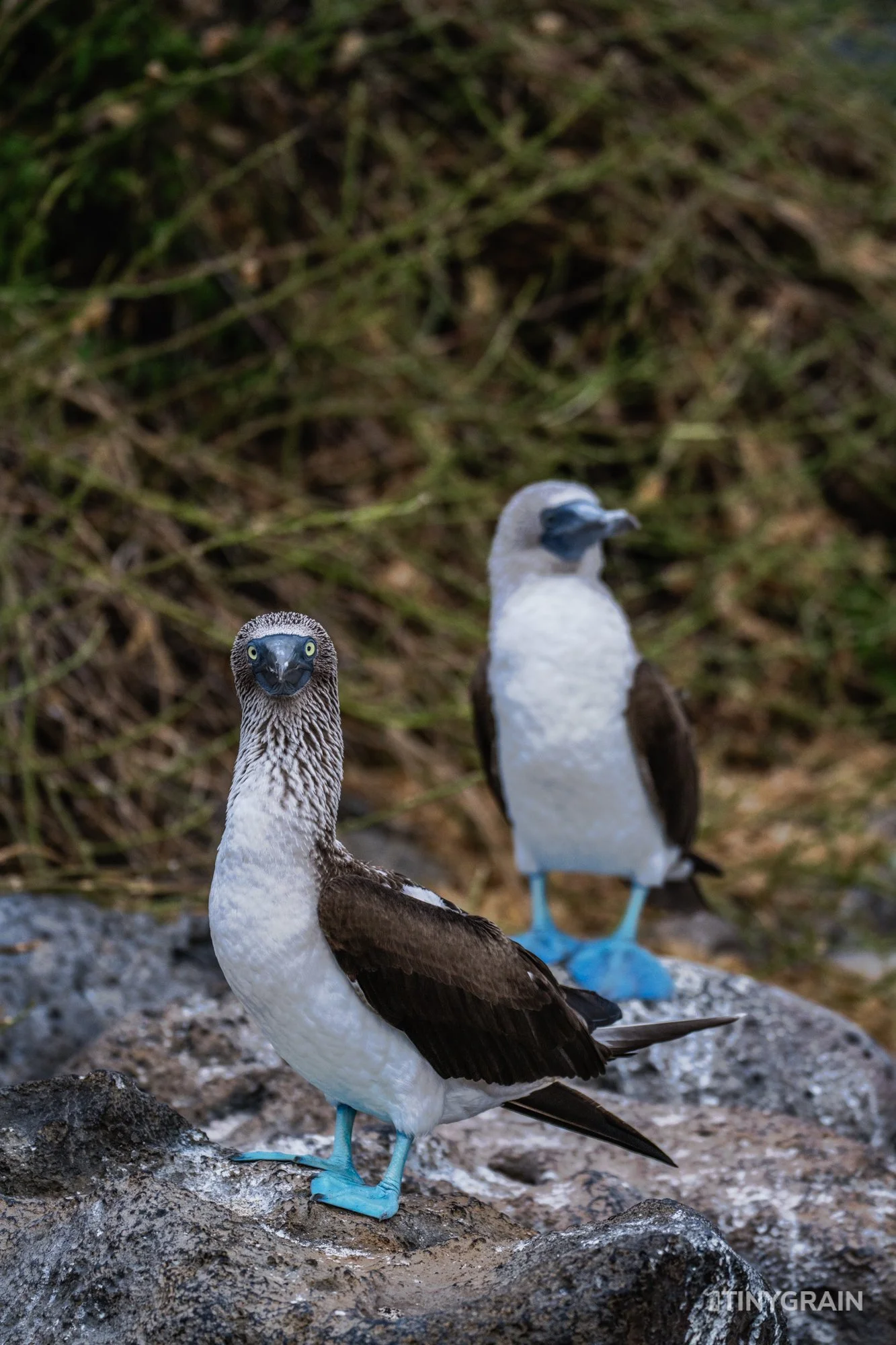 20230808-Galapagos-12-IslaSannCristobal-LobosIslet-A7503256-galapagos-islands-ecuador-wildlife-marine-conservation-species-darwin.jpg