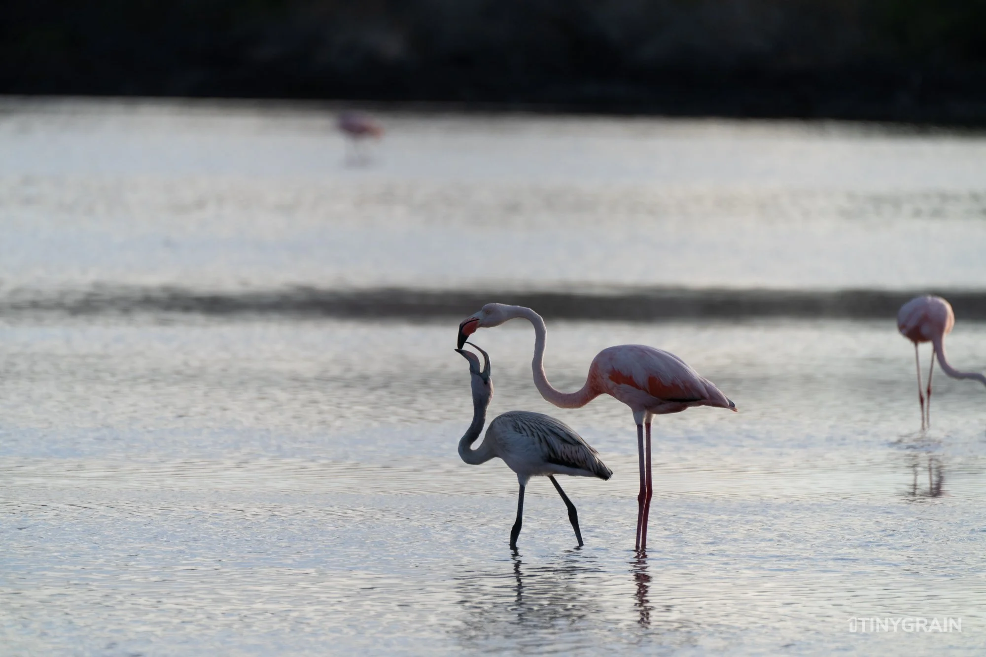 20230806-Galapagos-09-IslaFloreana-ComorantPoint-A7500705-galapagos-islands-ecuador-wildlife-marine-conservation-species-darwin.jpg