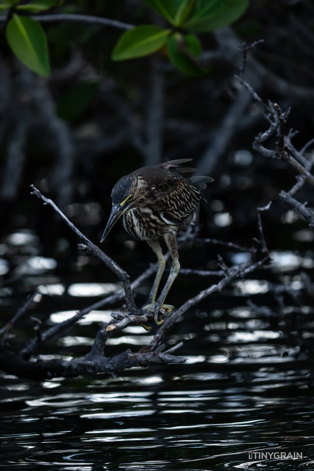 20230803-Galapagos-04-IslaIsabela-UrbinaBay_MorenoPoint-A7505841-galapagos-islands-ecuador-wildlife-marine-conservation-species-darwin.jpg