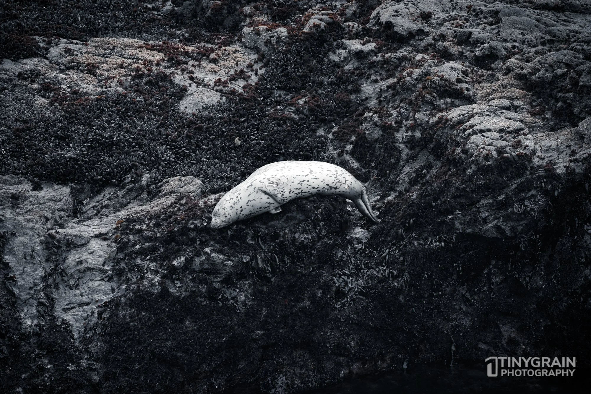 The Sea Ranch Harbor Seal Napping