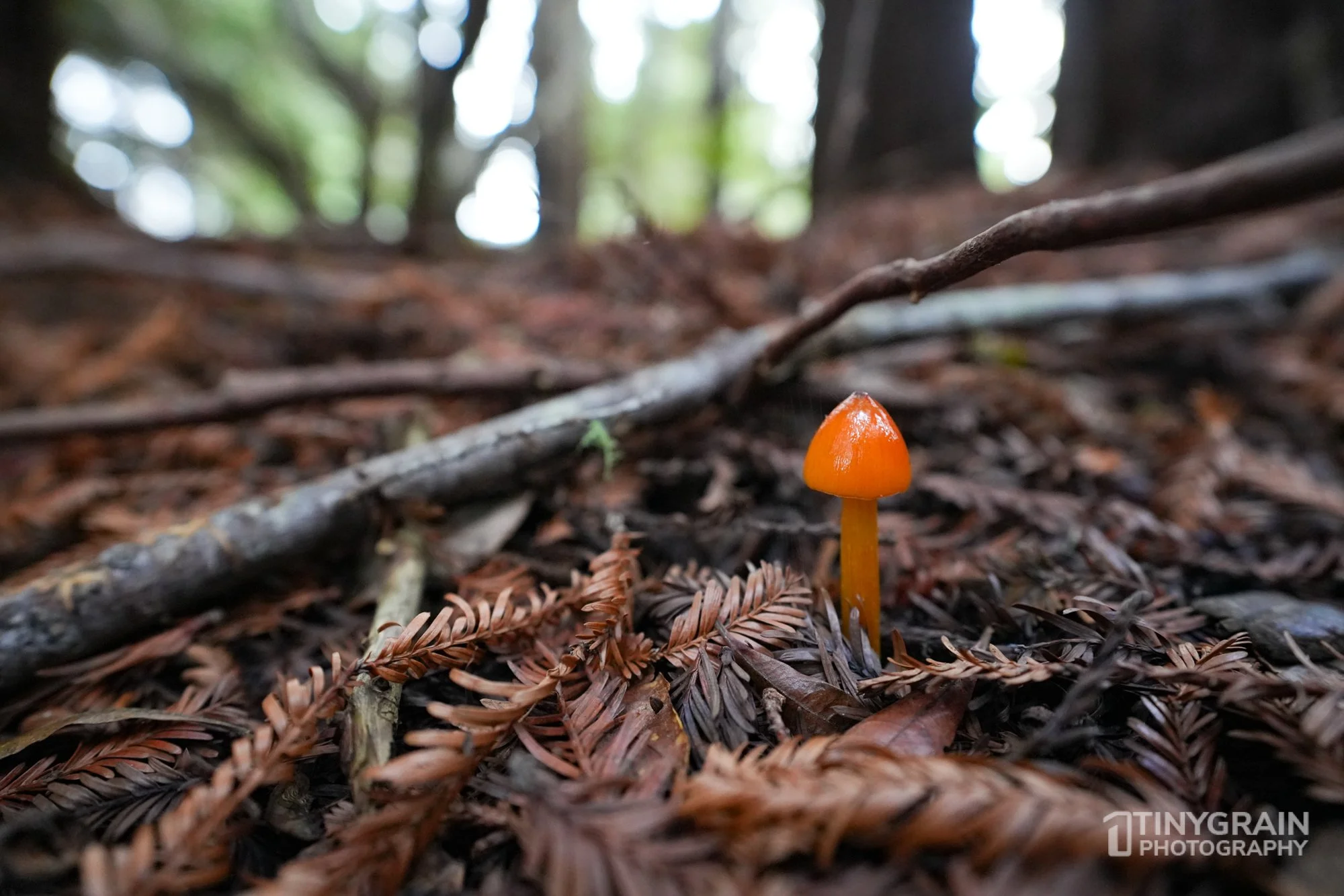 202212-TSR-SalalTrail-A7406454-the-sea-ranch-conservation-pacific-ocean-fungi.jpg