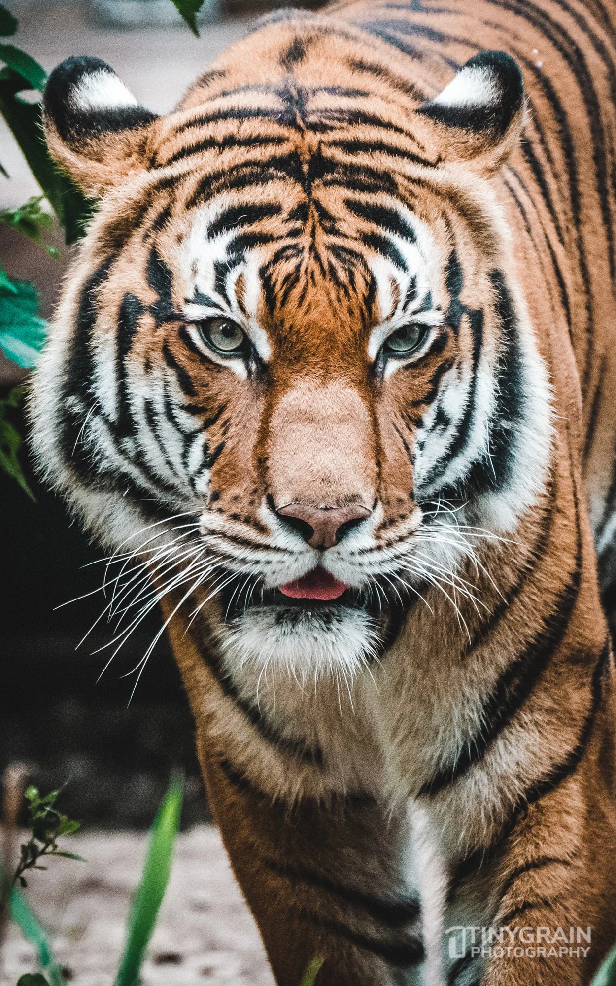 2023-04-HoustonZoo-A7401312-bengal-tiger-wildlife-conservation.jpg