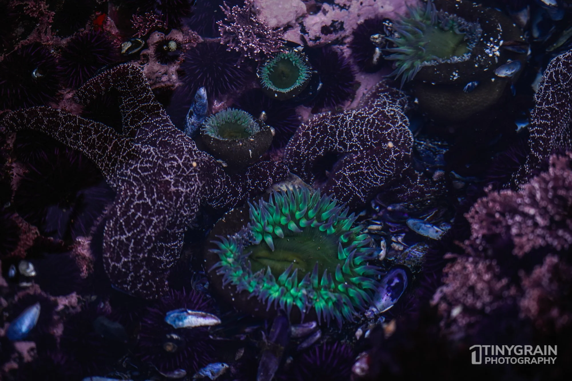 202212-TSR-GreenCove-A7405354-the-sea-ranch-marine-conservation-pacific-ocean-tidepools-anemone-sea-star.jpg