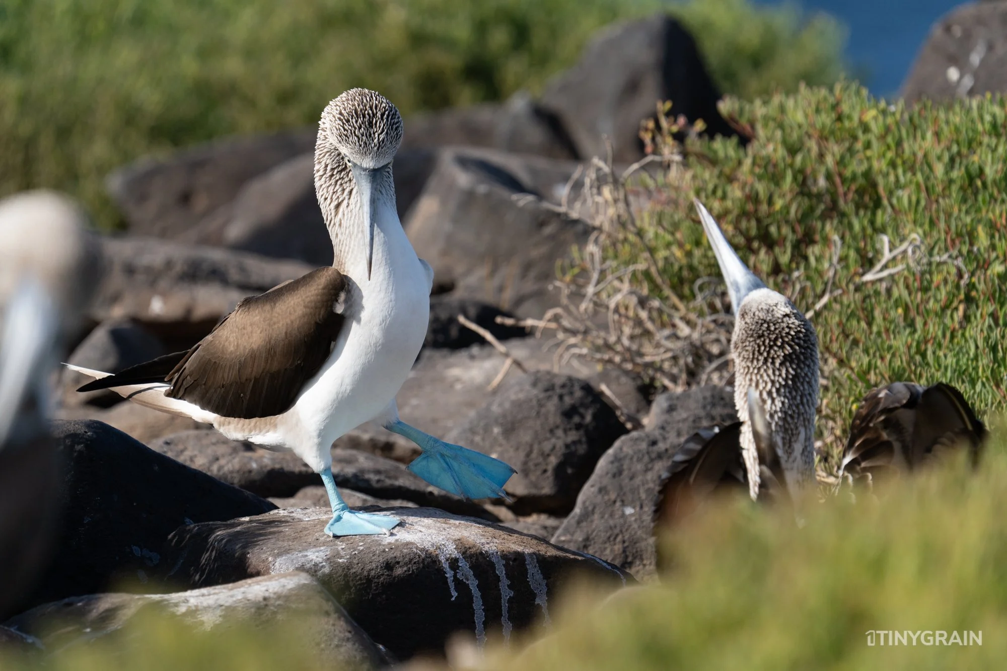 20230807-Galapagos-10-IslaEspanola-SuarezPoint-A7501922-galapagos-islands-ecuador-wildlife-marine-conservation-species-darwin.jpg