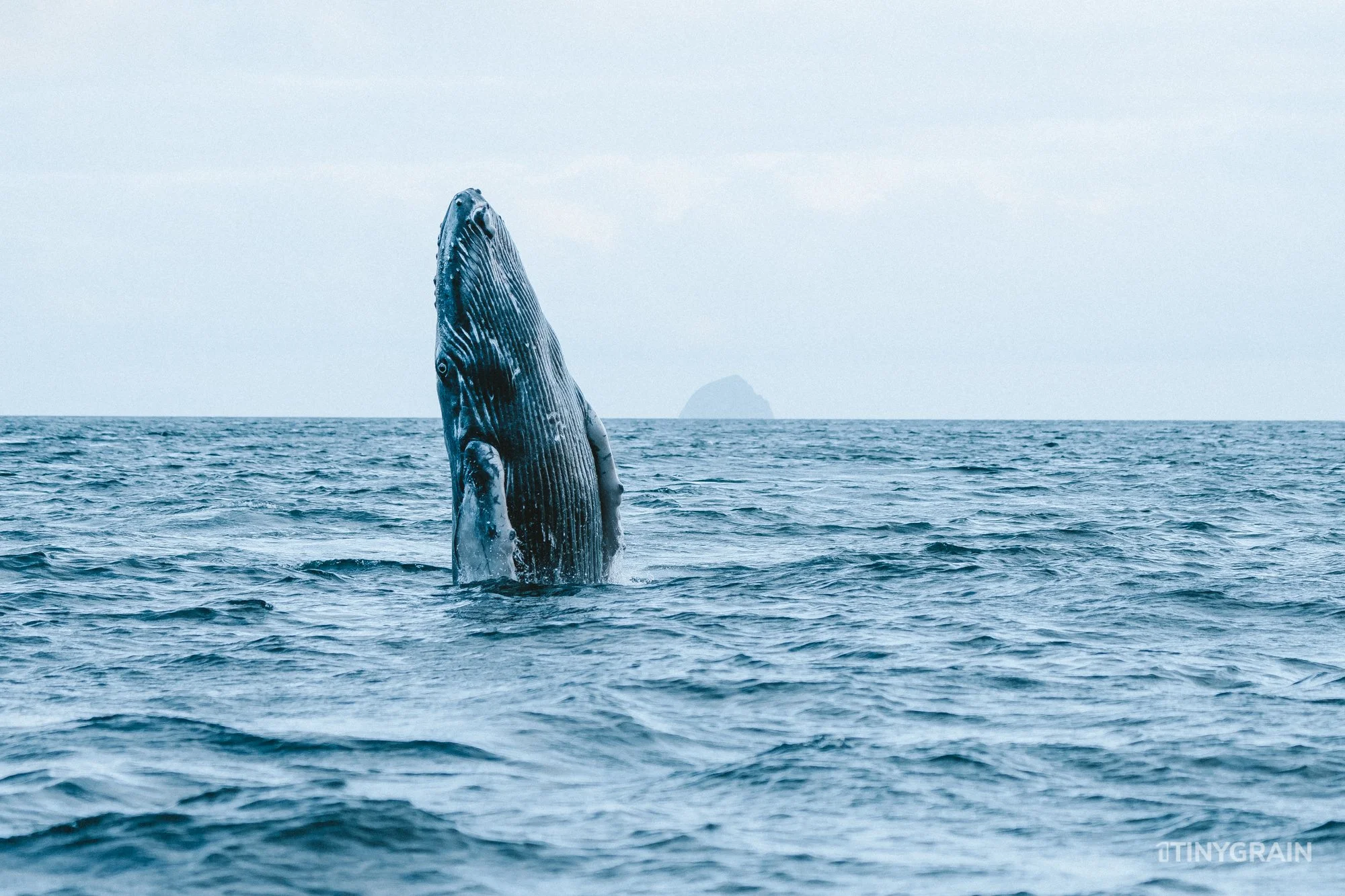 20230801-Galapagos-01-Quito-EdenIslet-A7502965-galapagos-islands-ecuador-wildlife-marine-conservation-species-darwin.jpg