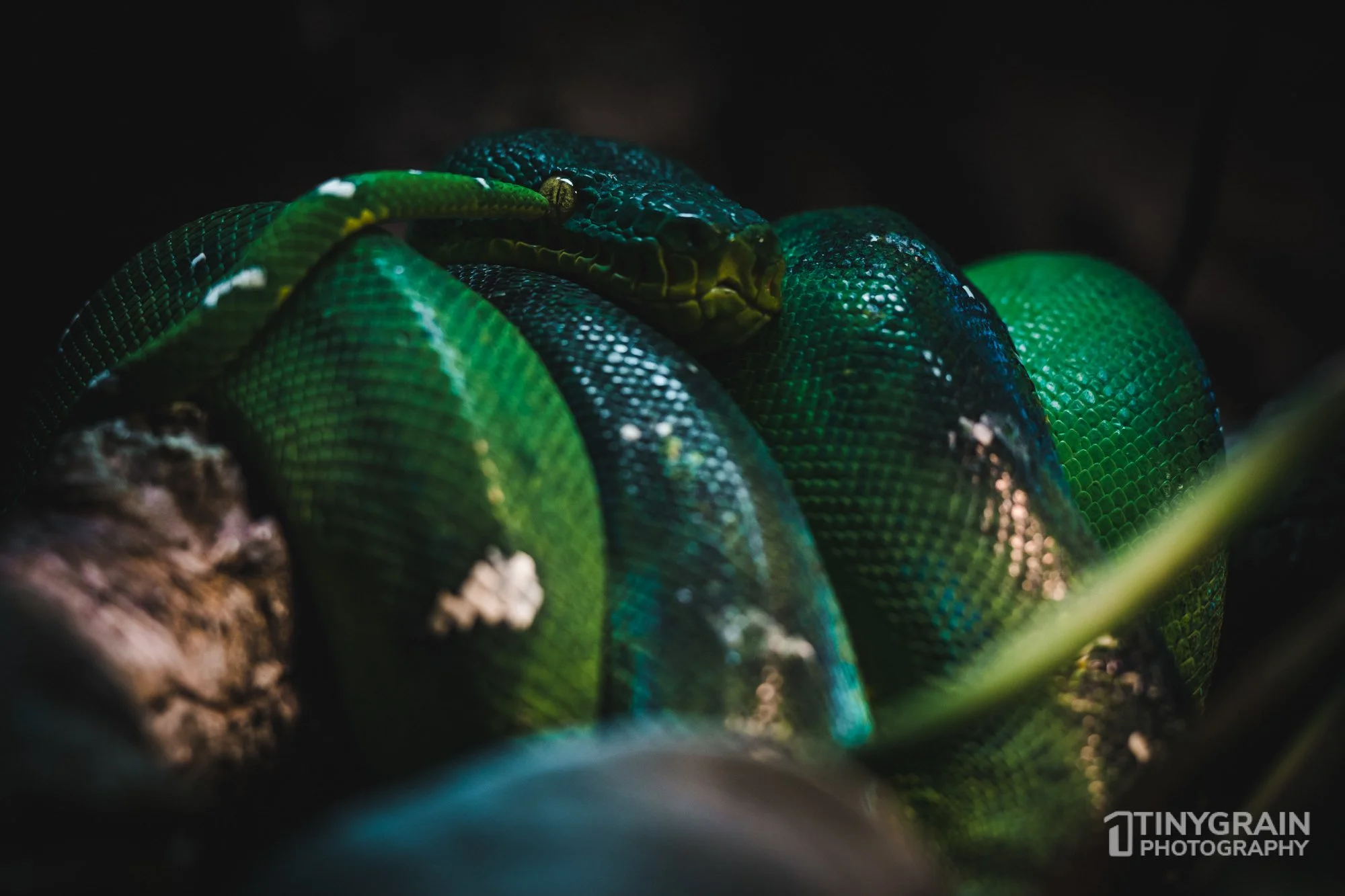 2023-04-HoustonZoo-A7401126-wildlife-conservation-green-boa.jpg