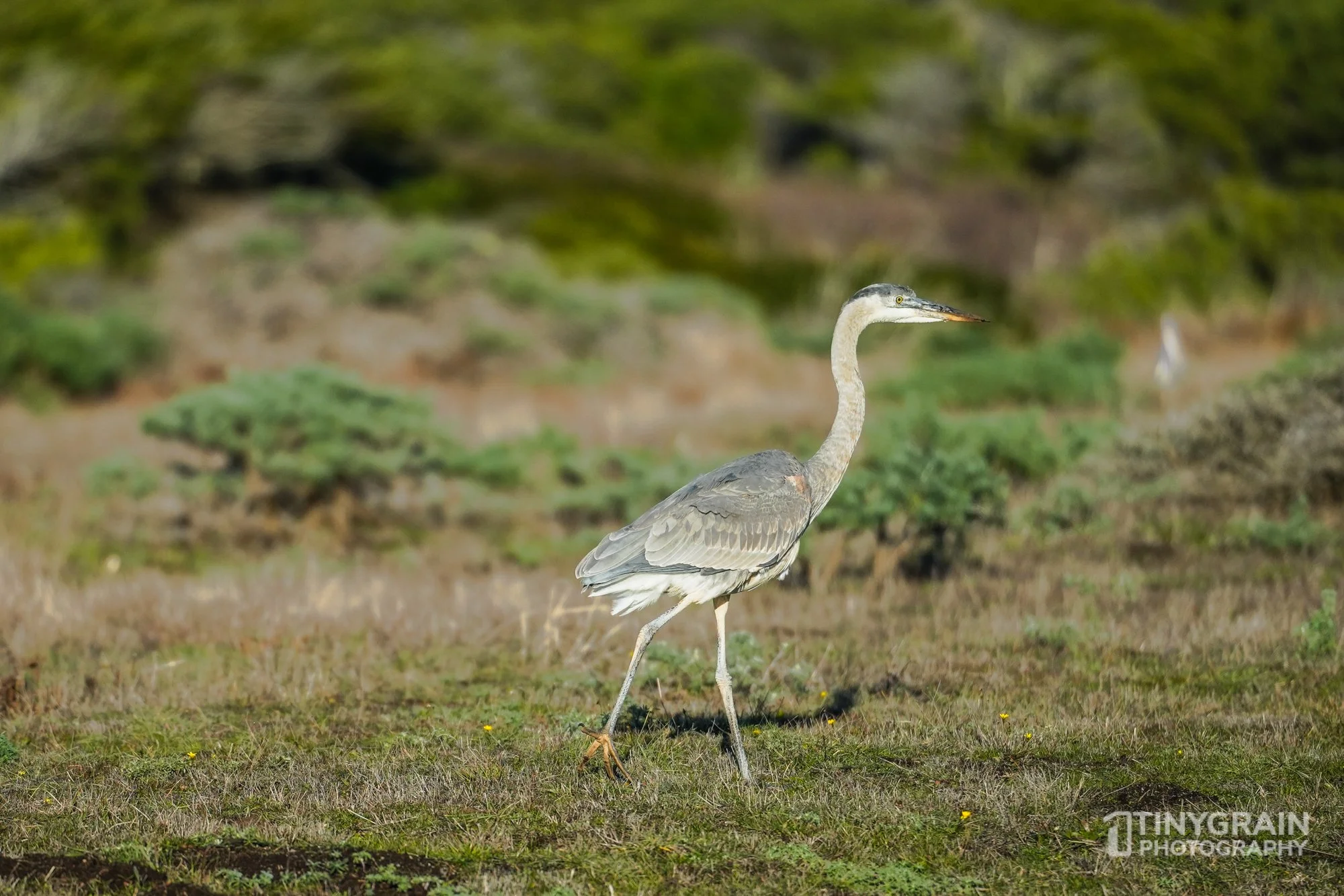 202212-TSR-GreenCove-A7405253-the-sea-ranch-great-blue-heron-wildlife-conservation.jpg