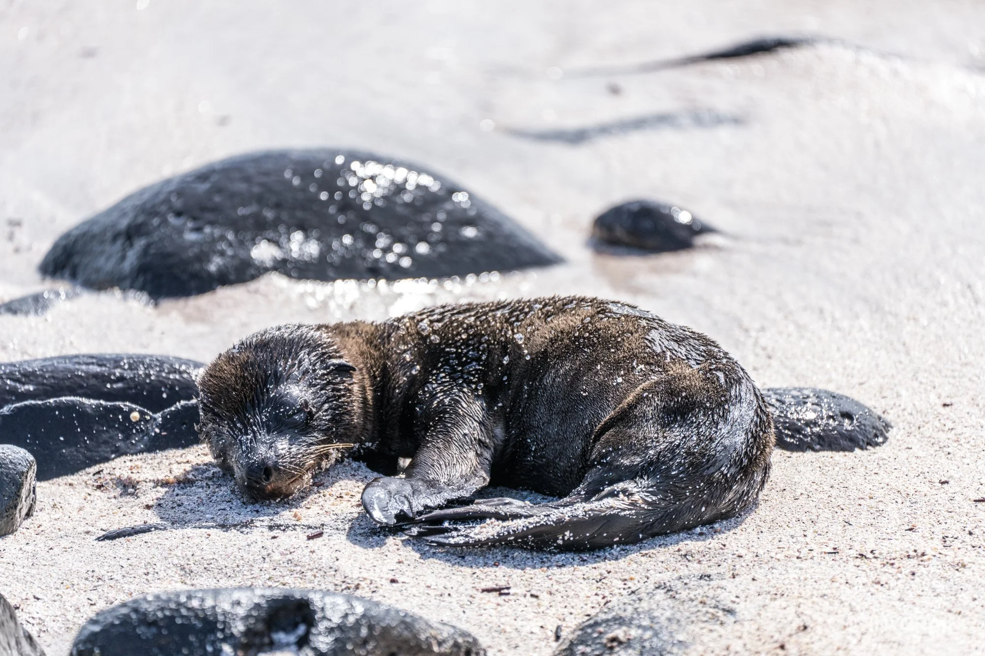 20230807-Galapagos-10-IslaEspanola-SuarezPoint-A7502596-galapagos-islands-ecuador-wildlife-marine-conservation-species-darwin.jpg