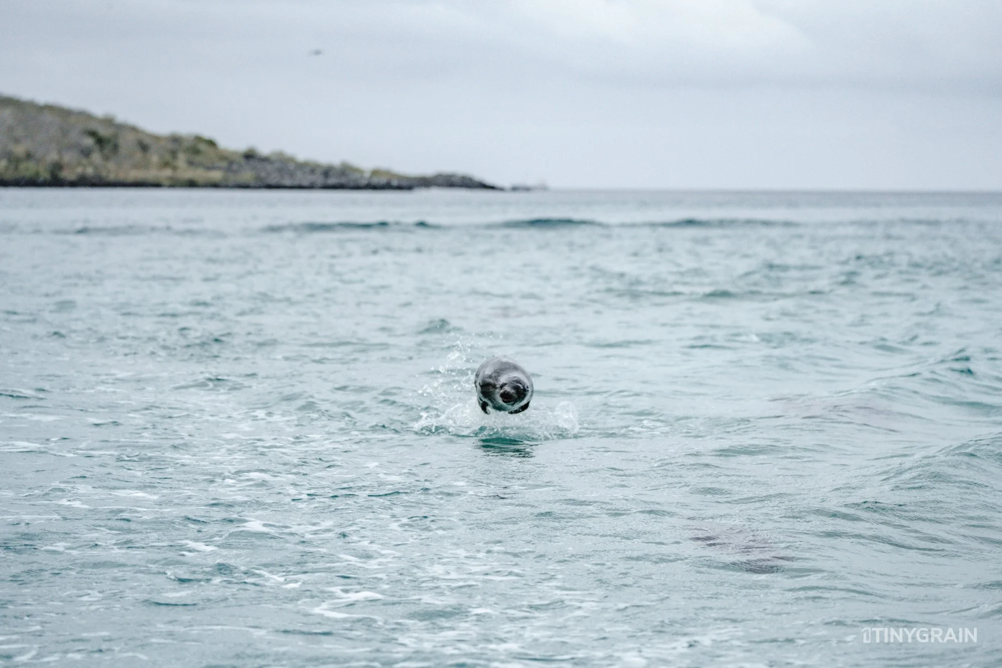 20230808-Galapagos-12-IslaSannCristobal-LobosIslet-A7503159-galapagos-islands-ecuador-wildlife-marine-conservation-species-darwin.jpg