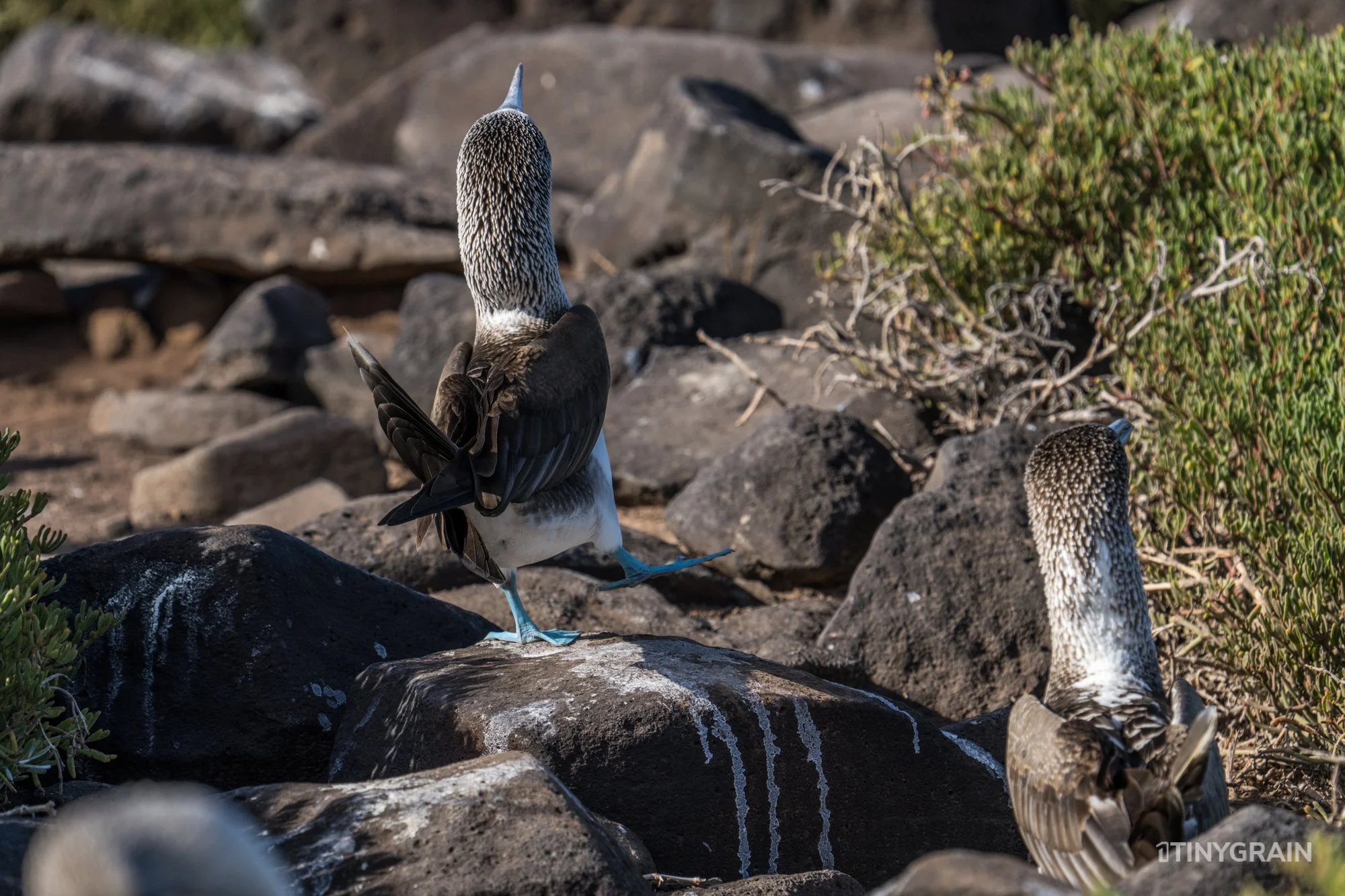 20230807-Galapagos-10-IslaEspanola-SuarezPoint-A7501879-galapagos-islands-ecuador-wildlife-marine-conservation-species-darwin.jpg
