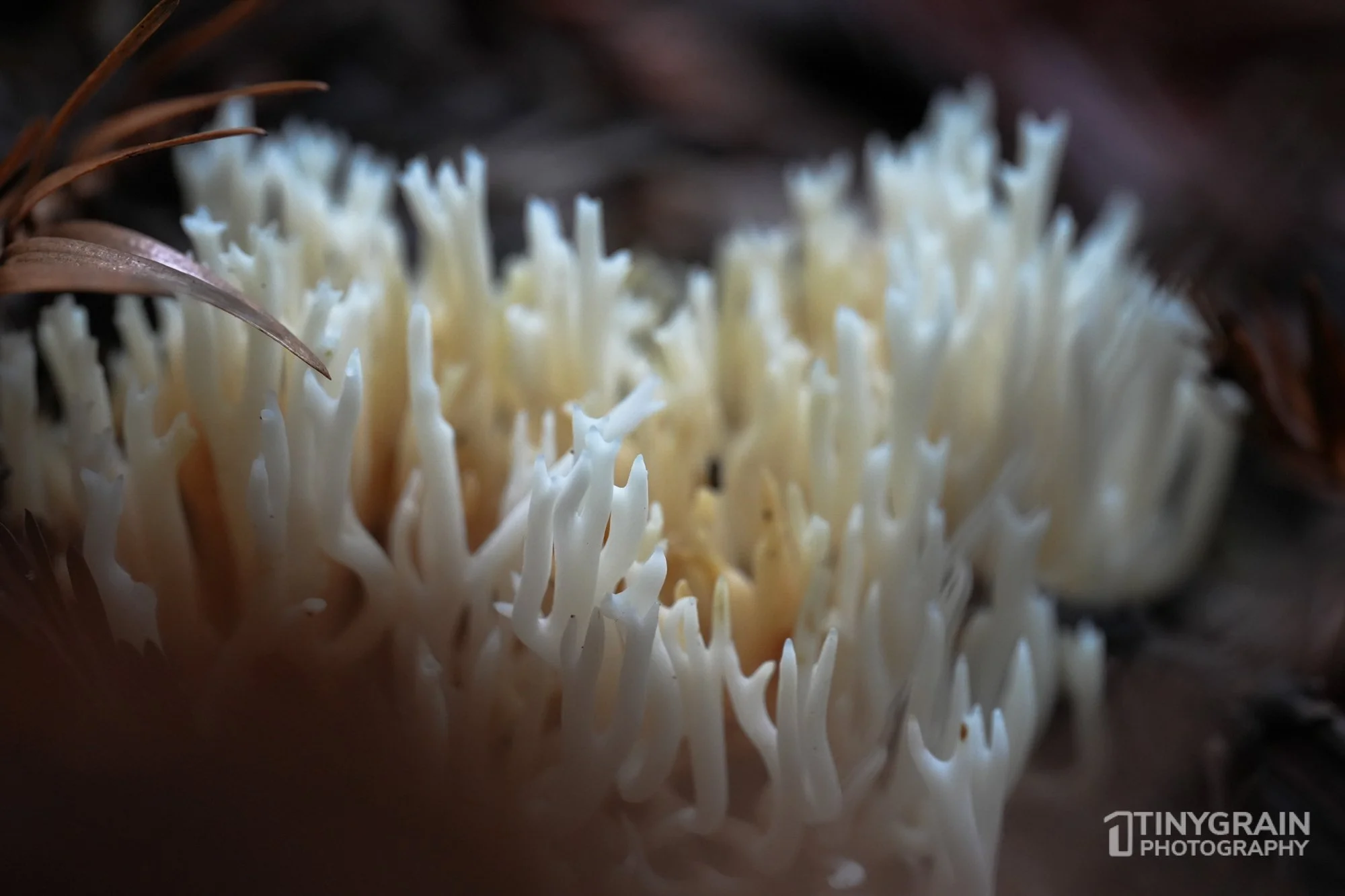 202212-TSR-SalalTrail-A7406350-the-sea-ranch-conservation-pacific-ocean-fungi-coral.jpg