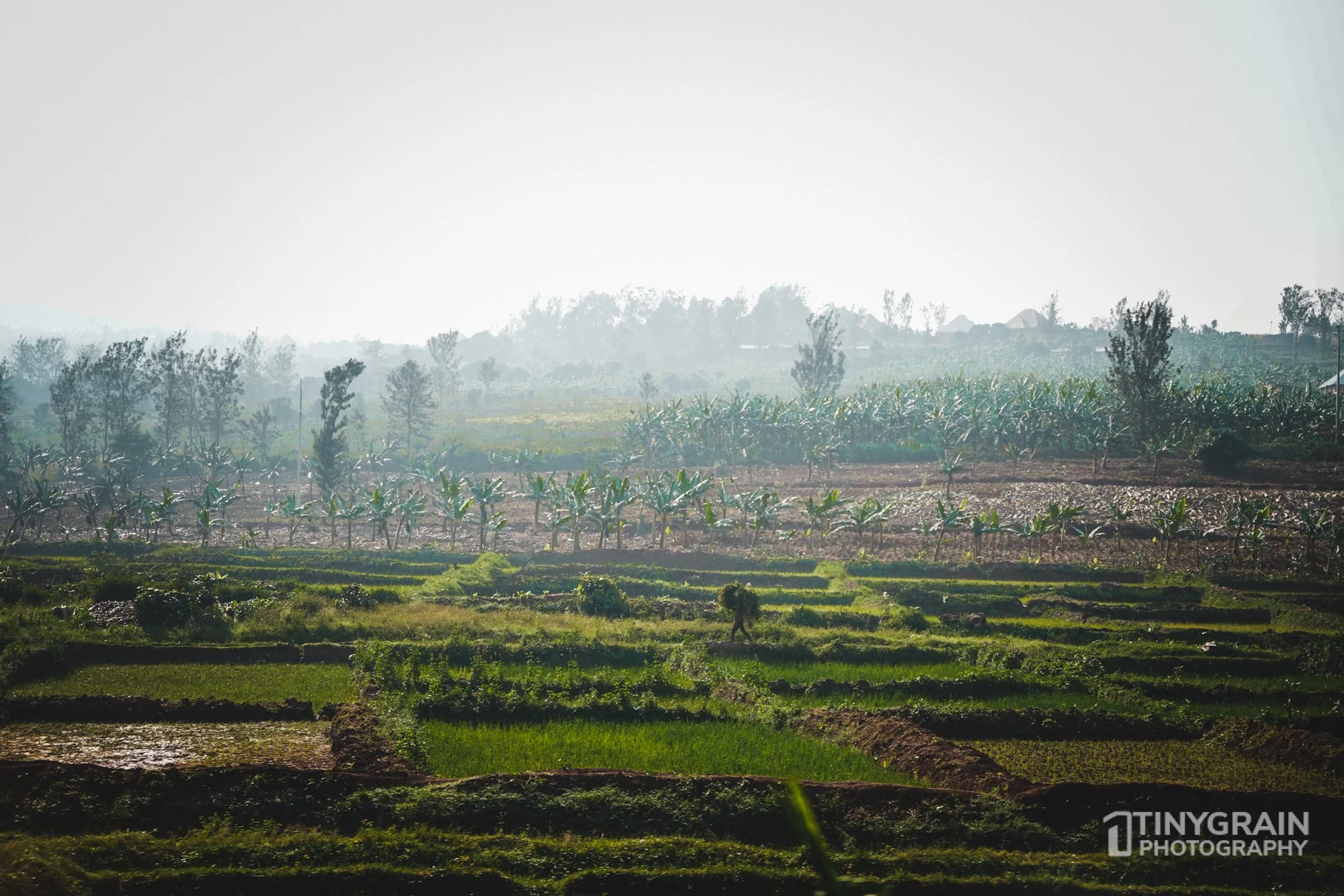 202201-Rwanda-A7407994-rice-fields-farming-landscape.jpg