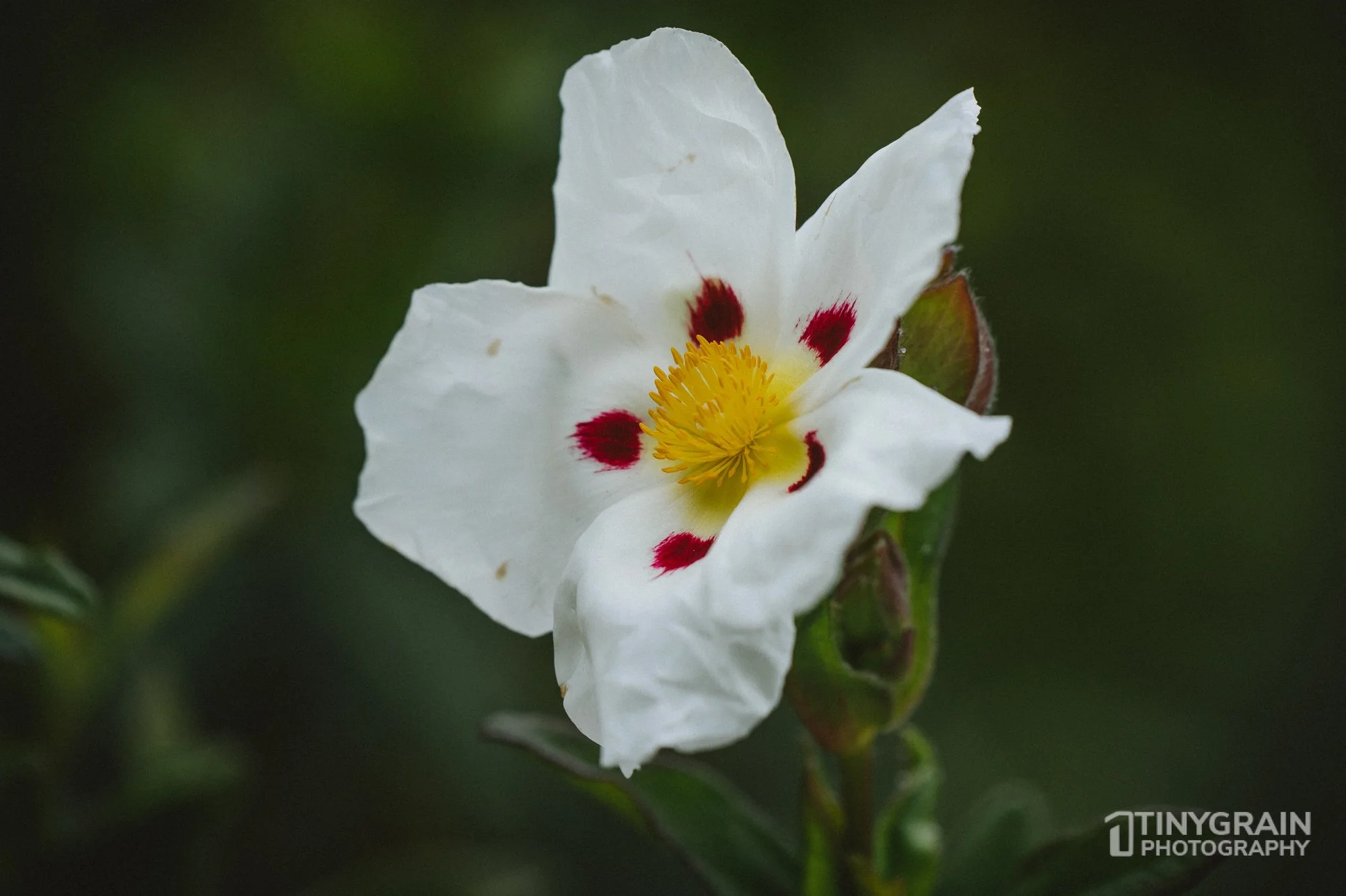 20230528-Sausalito-A7503456-bay-area-sausalito-flower.jpg