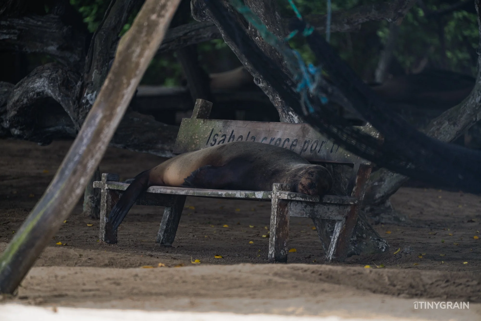 20230804-Galapagos-05-IslaIsabela-SierraNegro-A7506546-galapagos-islands-ecuador-wildlife-marine-conservation-species-darwin.jpg