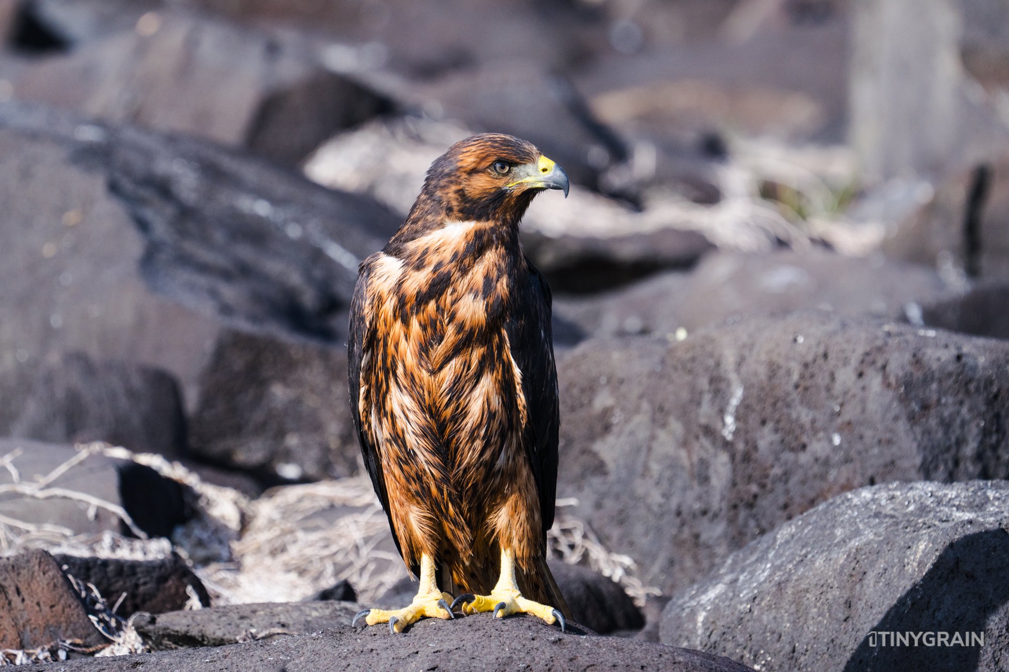 20230807-Galapagos-10-IslaEspanola-SuarezPoint-A7501769-galapagos-islands-ecuador-wildlife-marine-conservation-species-darwin.jpg