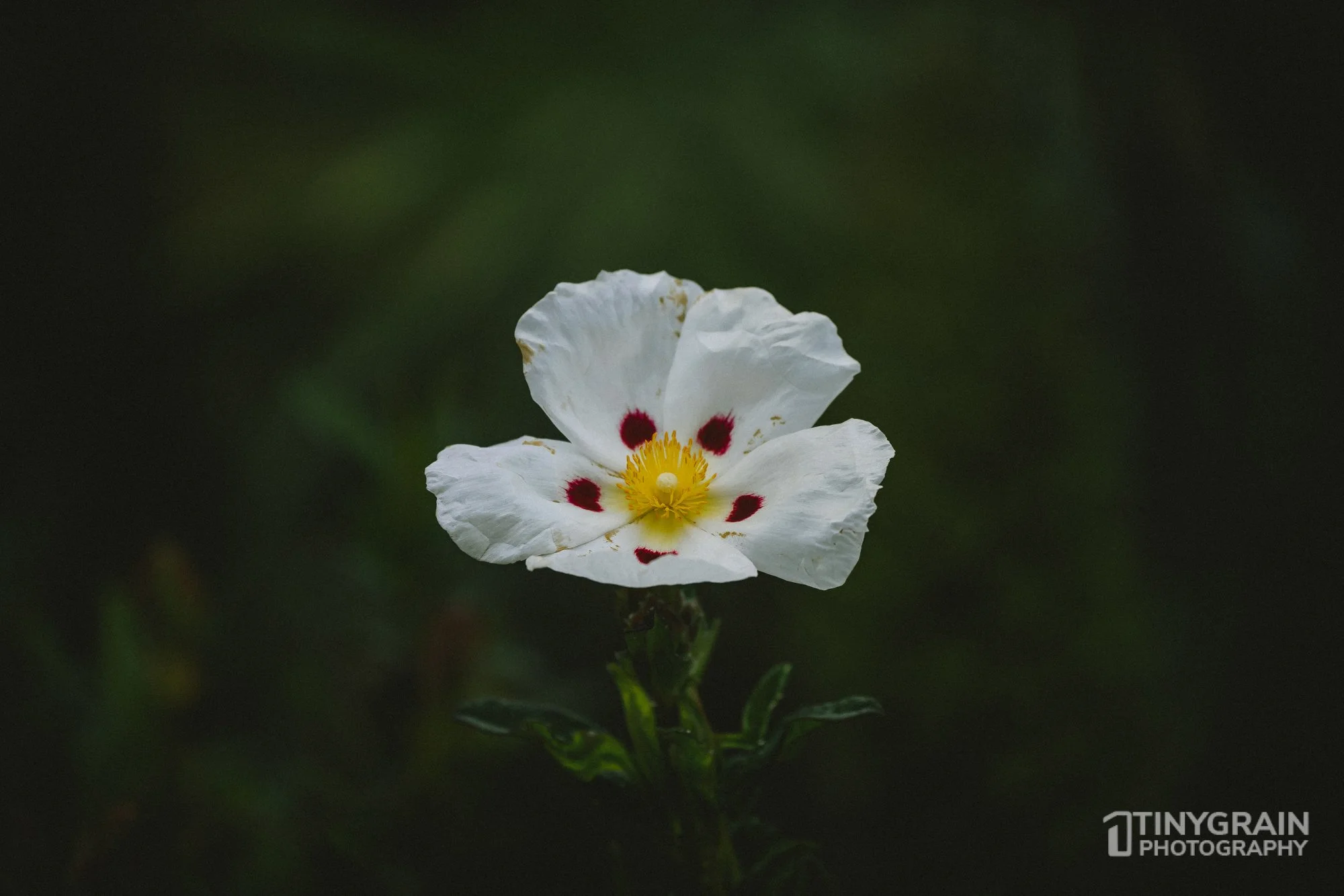 20230528-Sausalito-A7503460-bay-area-sausalito-flower.jpg