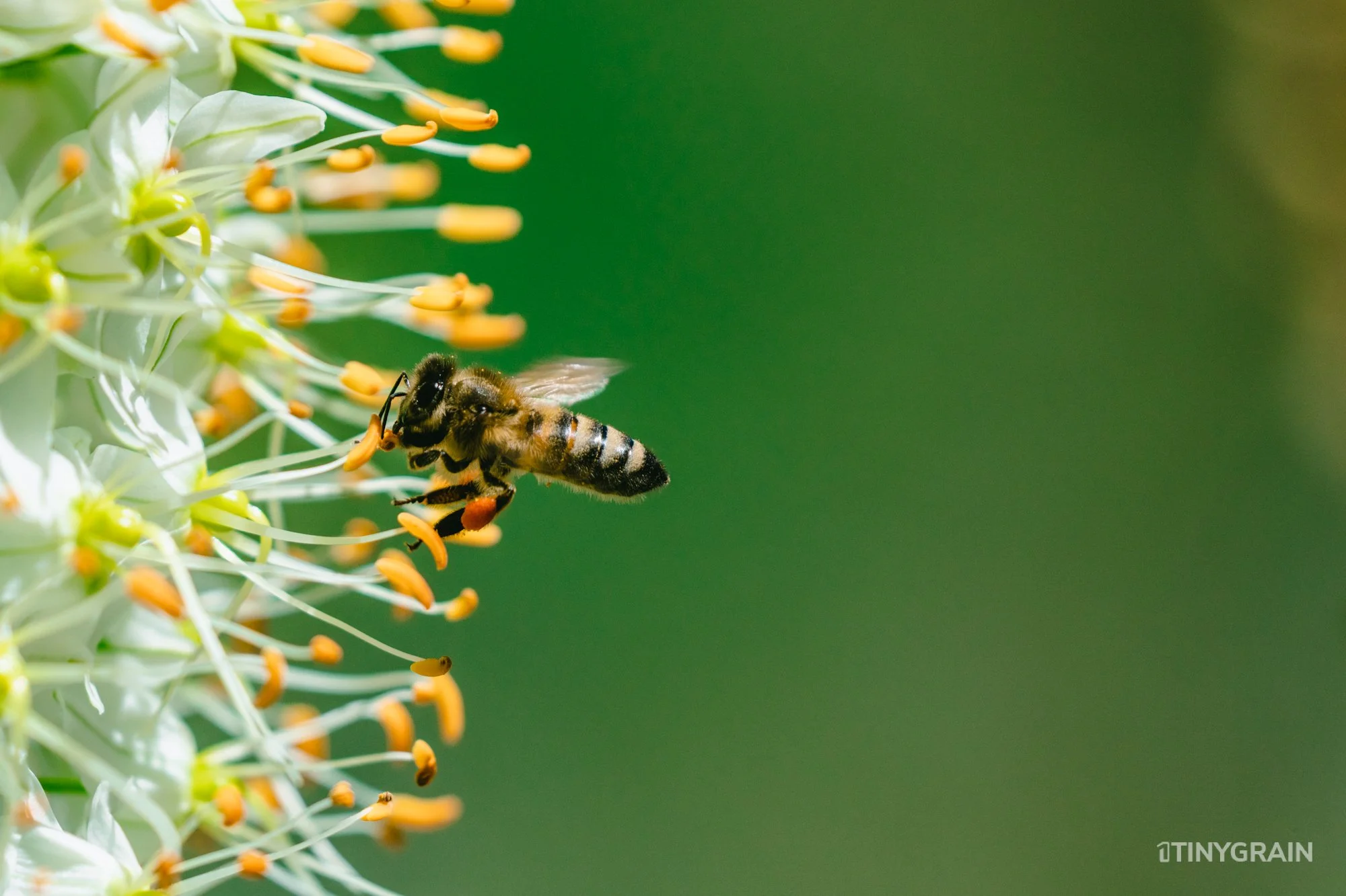 A7504098-Colorado-Denver-BotanicalGardens-Bee.jpg