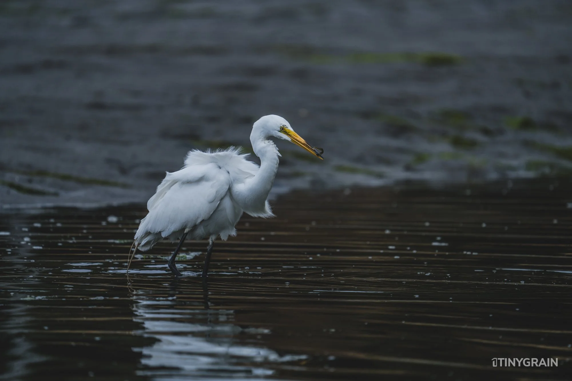 20230715-StinsonBeach-BolinasLagoon-LowTide-A7500755-wildlife-conservation-heron-egret-pelican.jpg