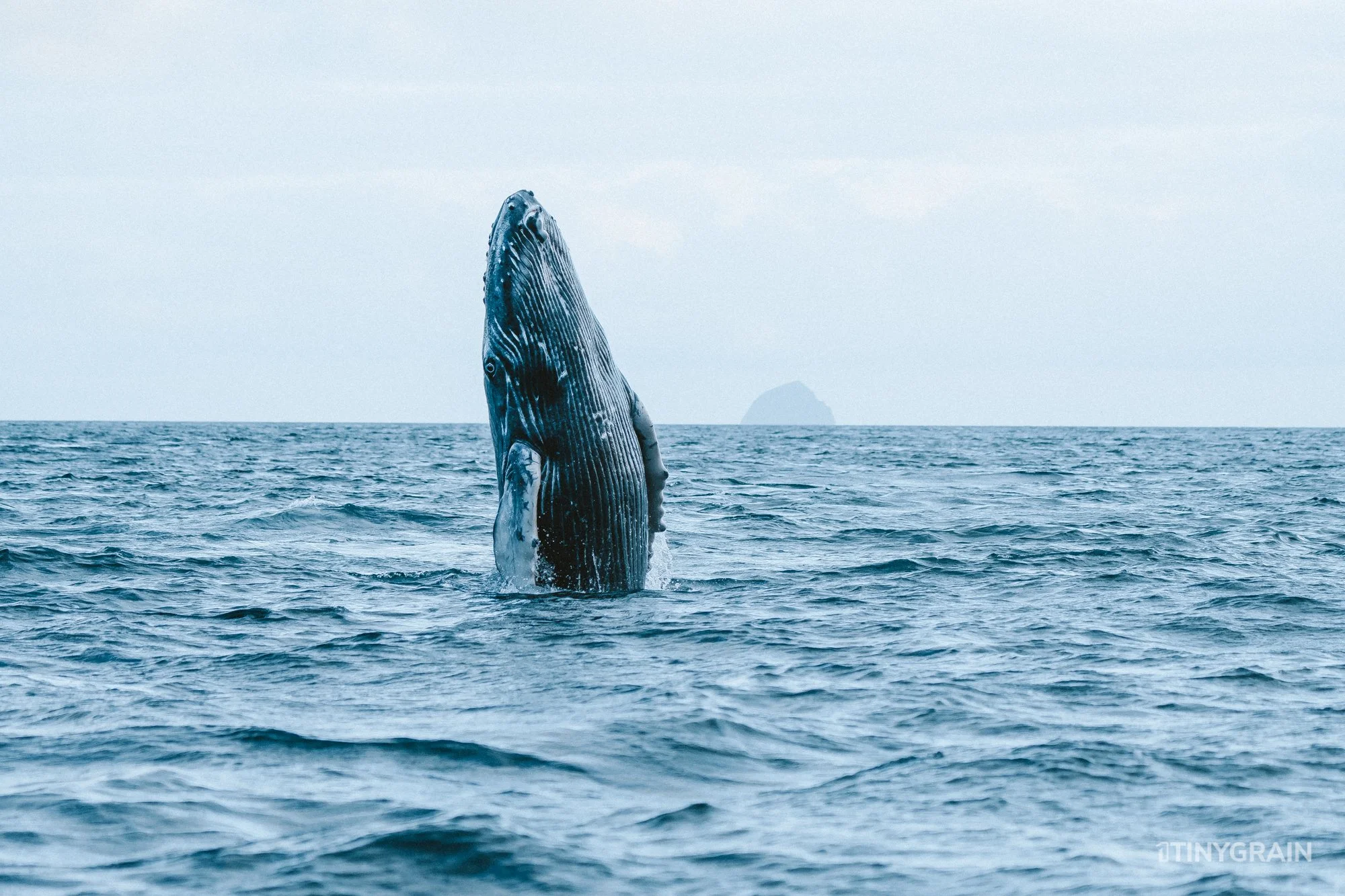 20230801-Galapagos-01-Quito-EdenIslet-A7502966-galapagos-islands-ecuador-wildlife-marine-conservation-species-darwin.jpg