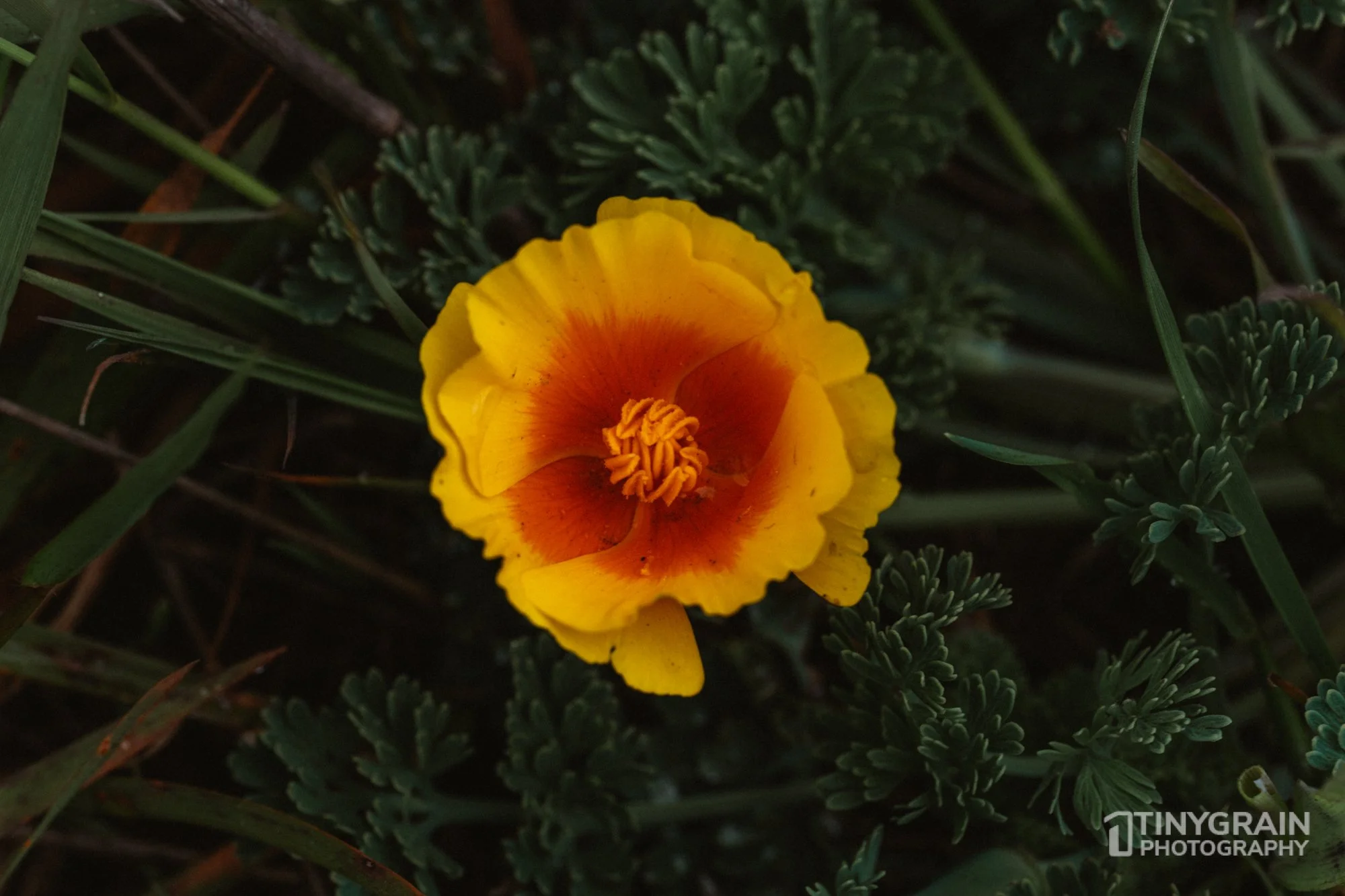20230503-SalalTrailHike-A7402449-the-sea-ranch-marine-conservation-pacific-ocean-salal-trail-hike-flower.jpg