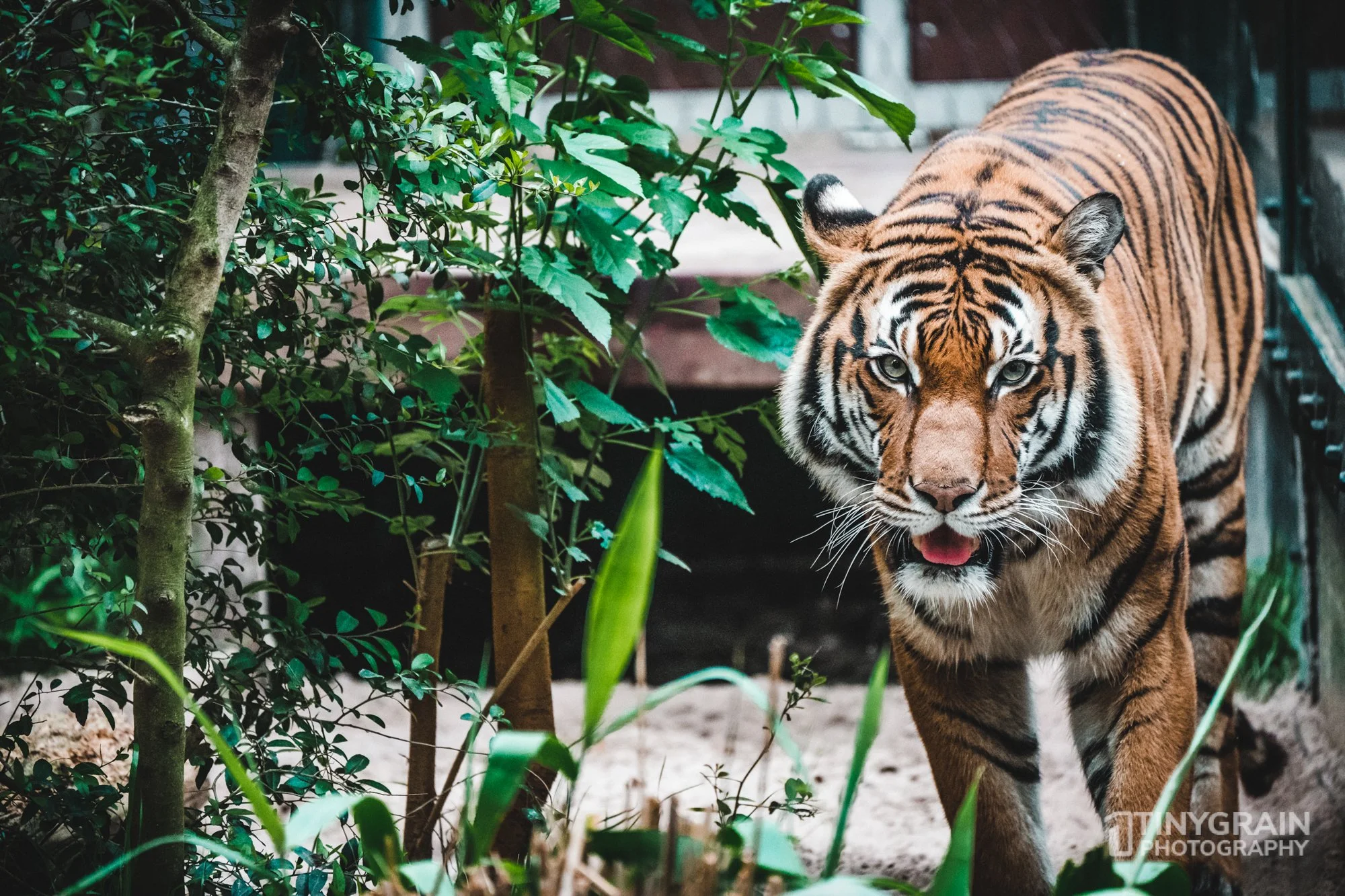 2023-04-HoustonZoo-A7401328-bengal-tiger-wildlife-conservation.jpg