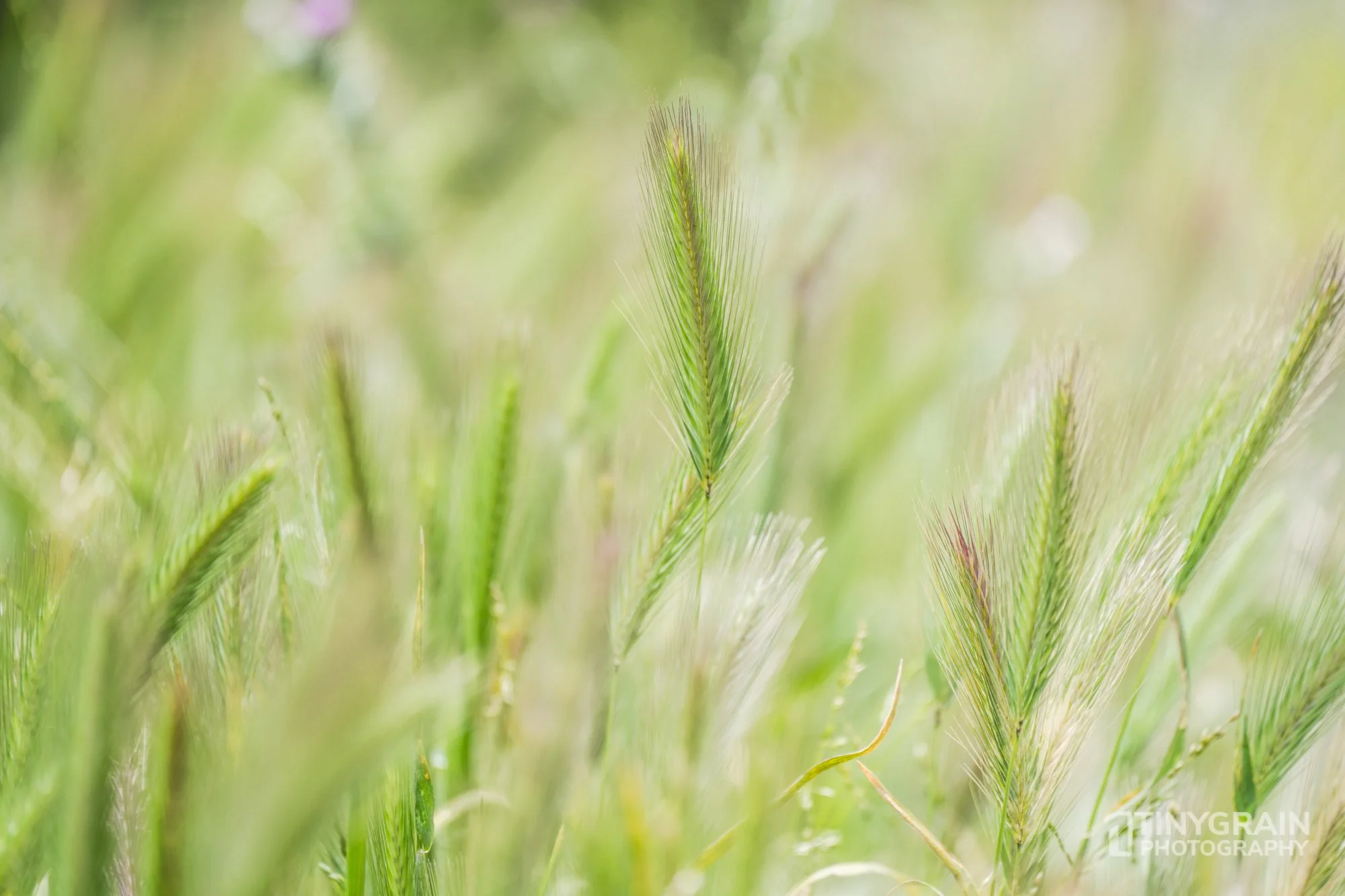 20230528-Sausalito-A7503224-bay-area-sausalito-grass.jpg