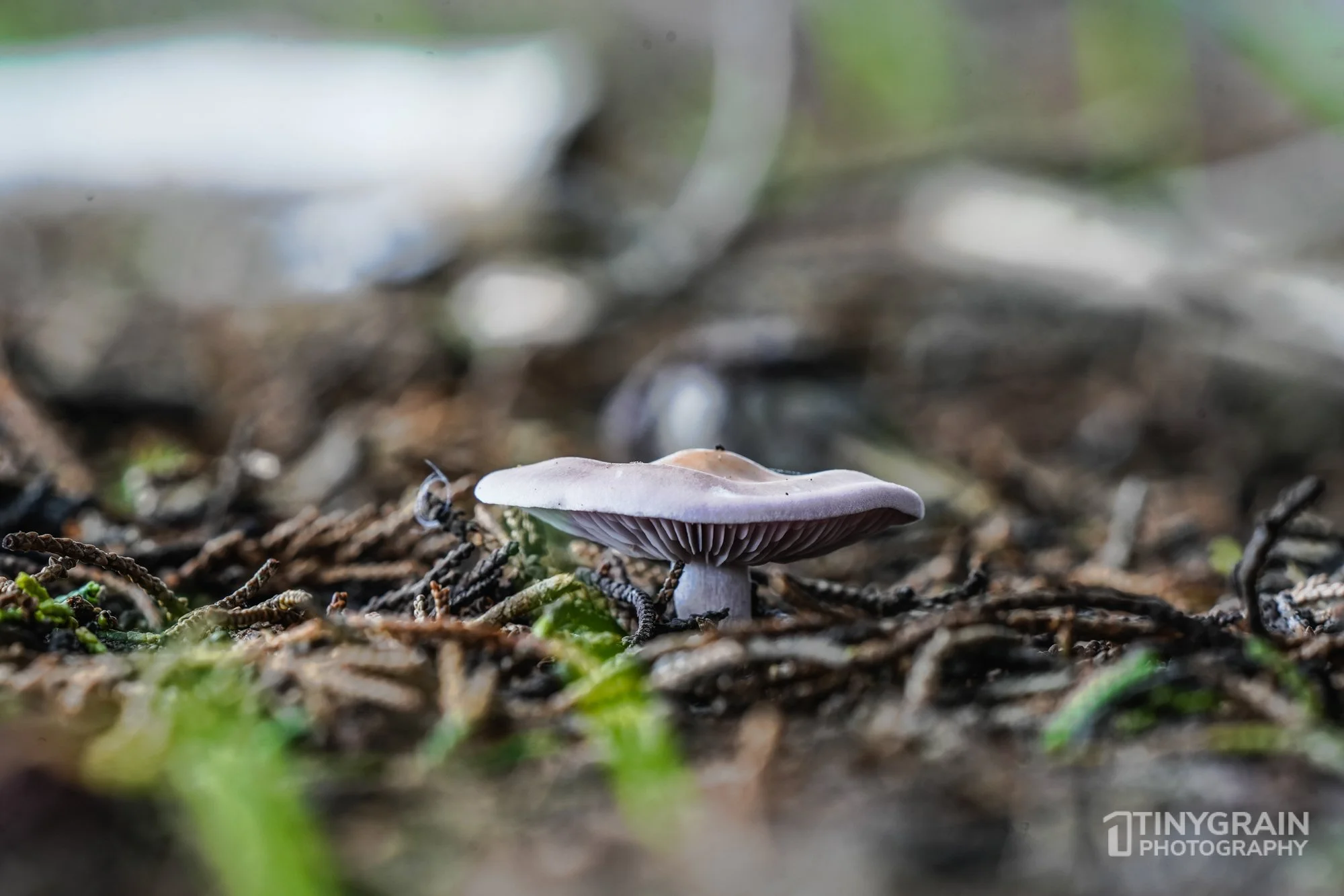 202212-TSR-NorthBluffWalk-A7406659-the-sea-ranch-conservation-pacific-ocean-fungi.jpg