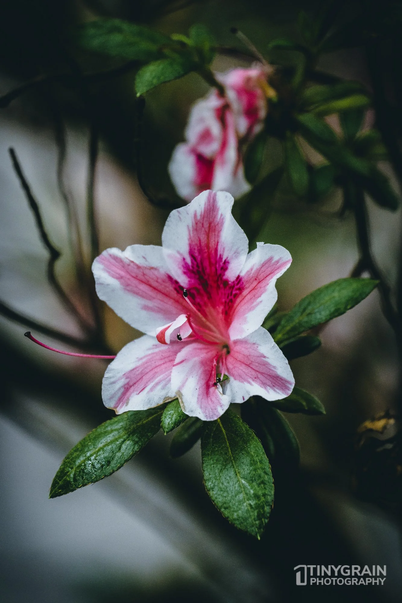 20230528-Sausalito-A7503448-bay-area-sausalito-flower.jpg