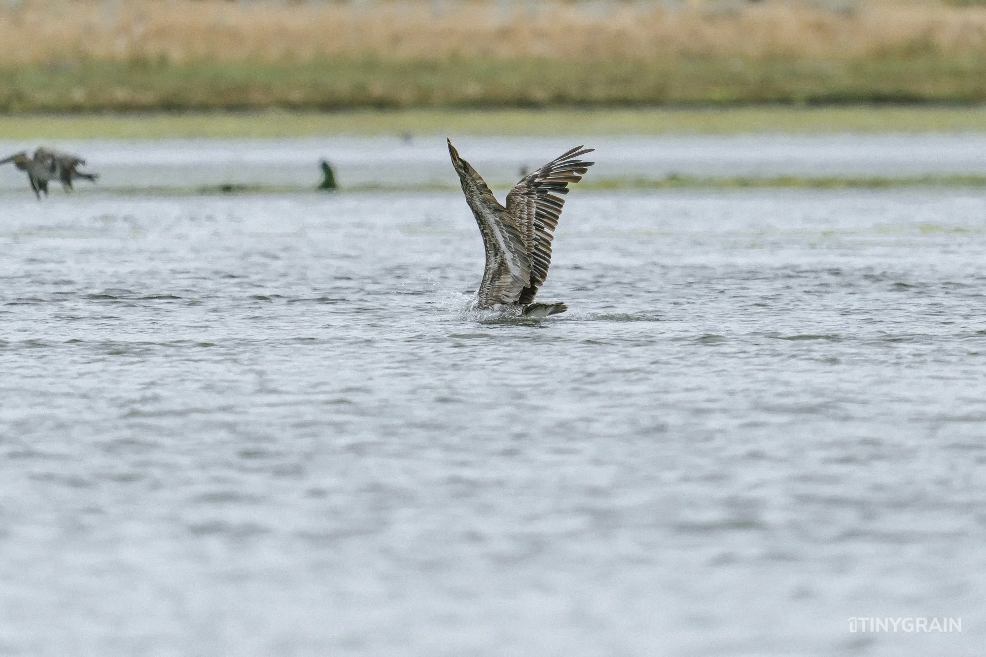 20230715-StinsonBeach-BolinasLagoon-LowTide-A7501504-wildlife-conservation-heron-egret-pelican.jpg