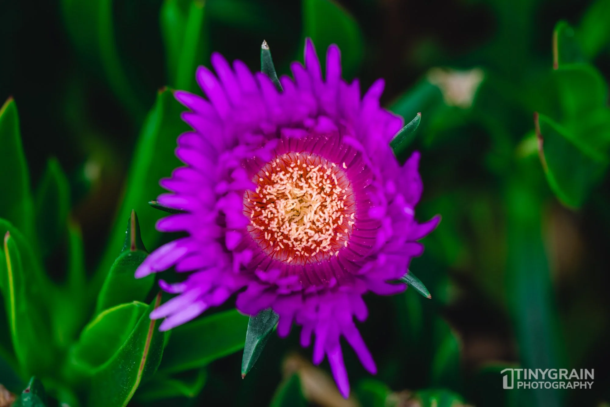 20230528-Sausalito-A7503428-bay-area-sausalito-flower.jpg