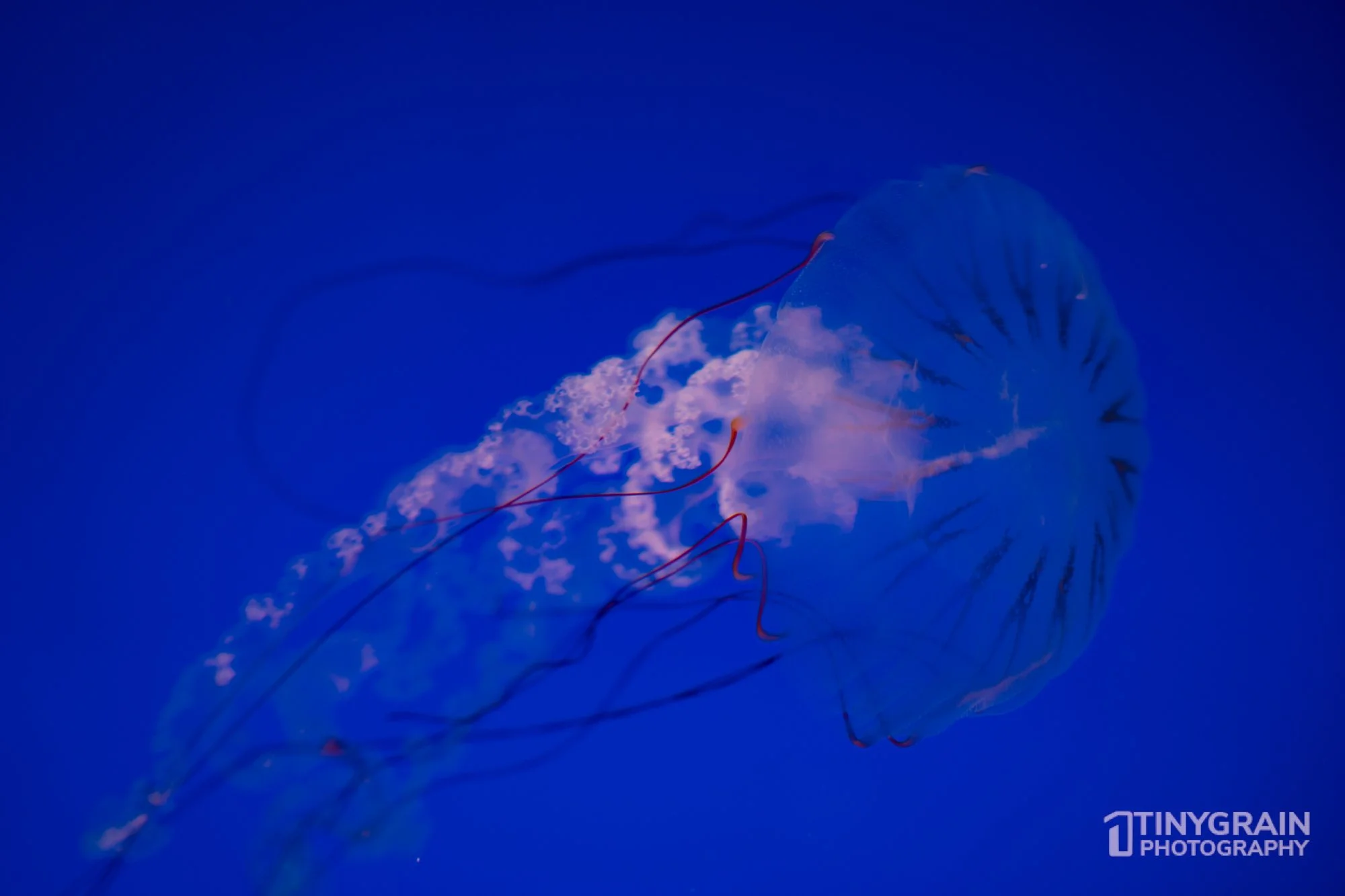 2023-04-HoustonZoo-A7401092-galapagos-openingexhibit-jellyfish-wildlife-conservation.jpg