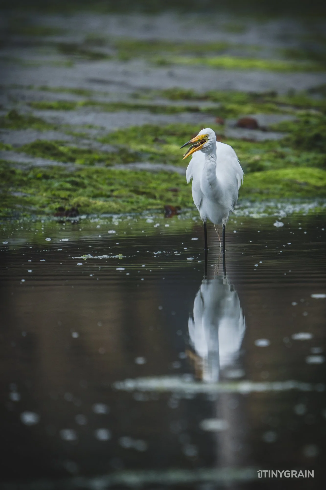 20230715-StinsonBeach-BolinasLagoon-LowTide-A7500663-wildlife-conservation-heron-egret-pelican.jpg