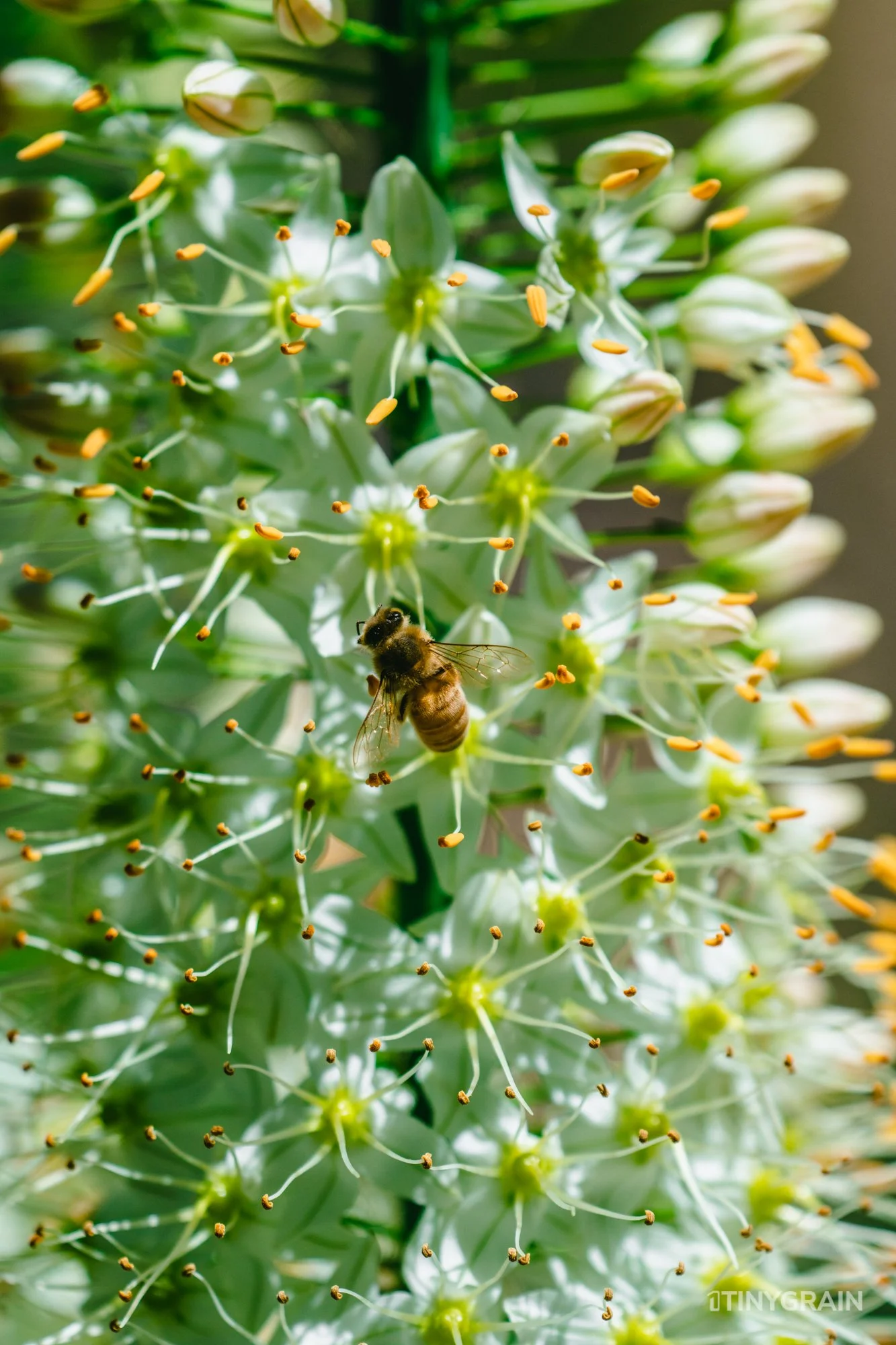 A7504064-Colorado-Denver-BotanicalGardens-Bee.jpg