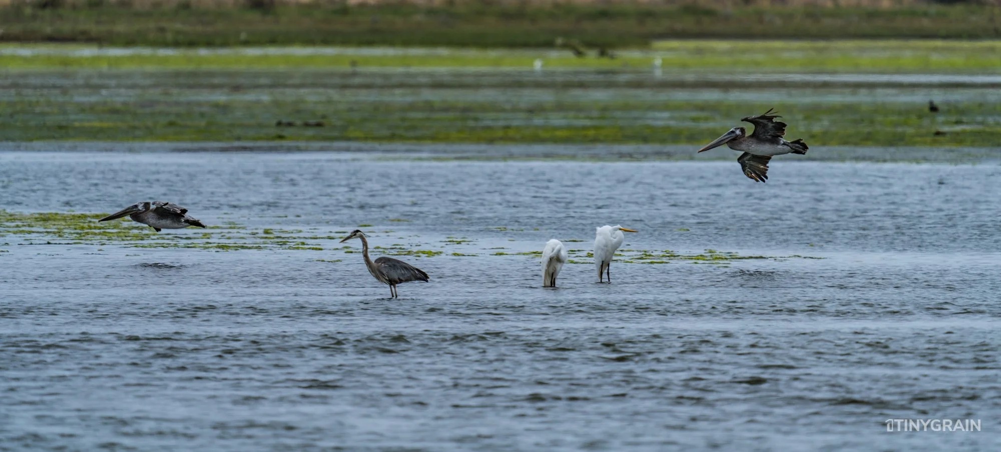 20230715-StinsonBeach-BolinasLagoon-LowTide-A7501083-wildlife-conservation-heron-egret-pelican.jpg