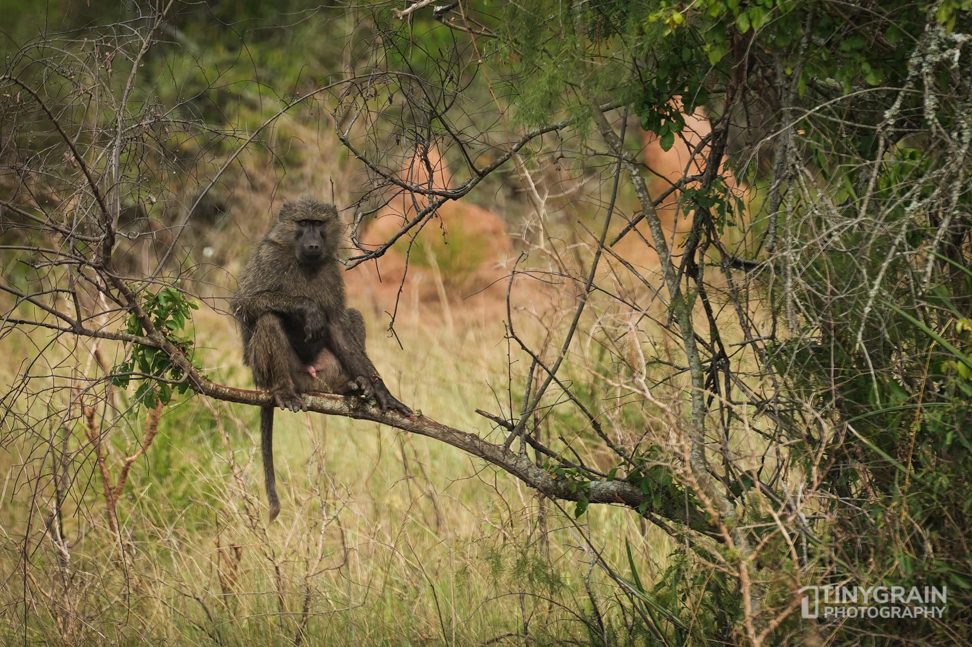 202201-Rwanda-A7400313-akageranationalpark-baboon-tree-peeing-wildlife-conservation.jpg