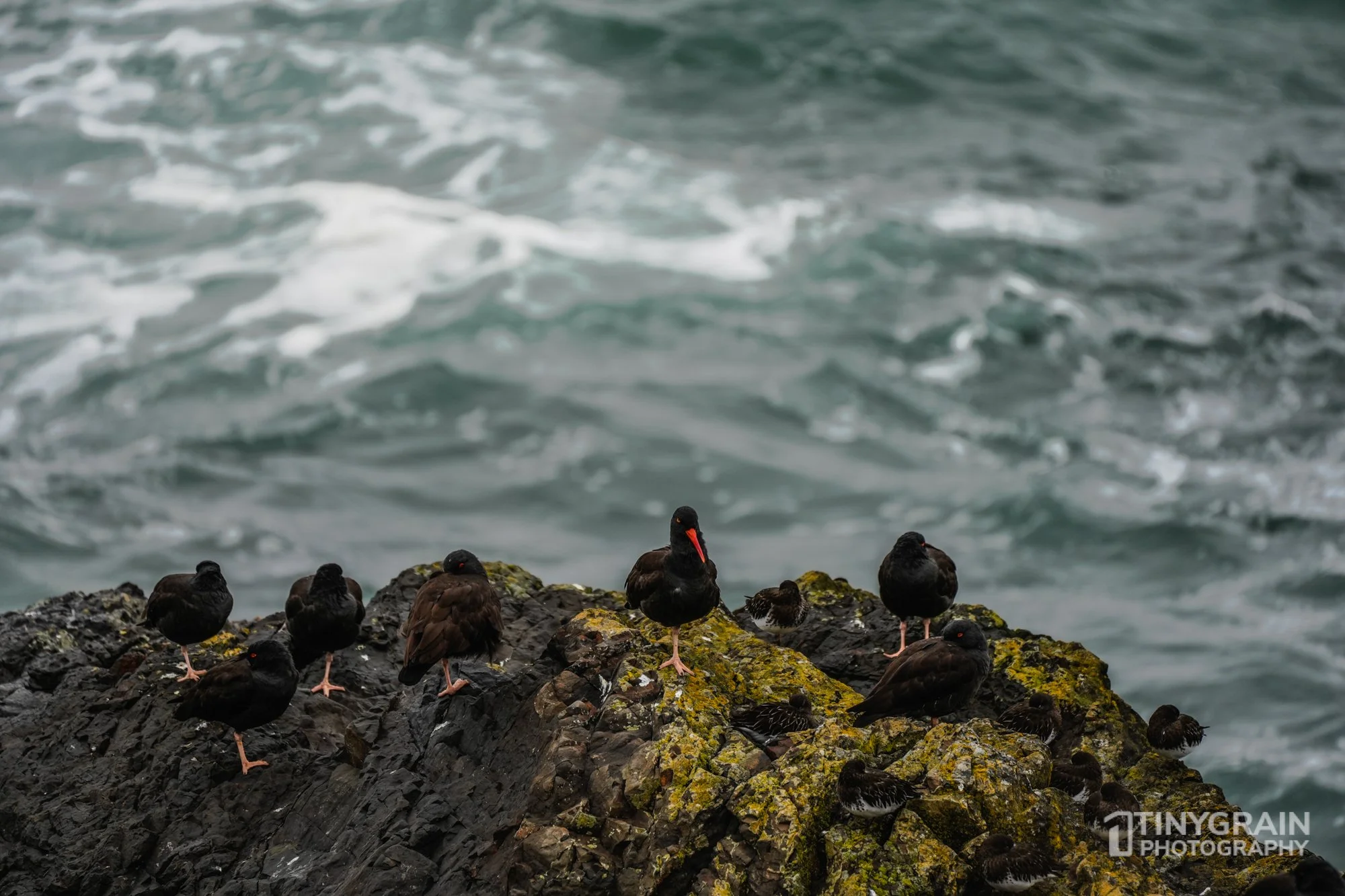 20221223-TSR-A7405923-the-sea-ranch-marine-conservation-pacific-ocean-black-oystercatcher.jpg