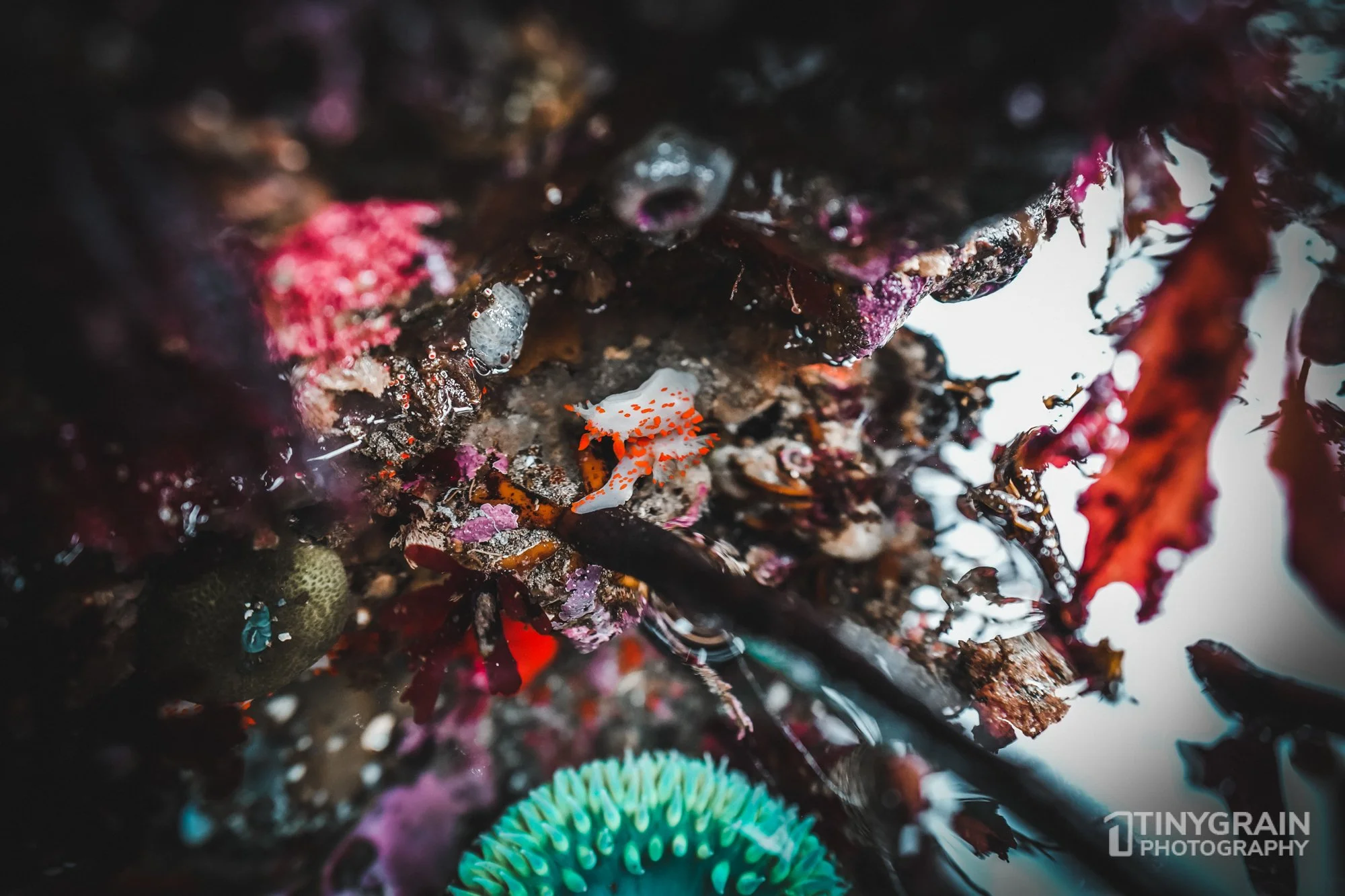 202212-TSR-WalkonBeach-A7405826-the-sea-ranch-marine-conservation-pacific-ocean-tidepools-nudibranch.jpg