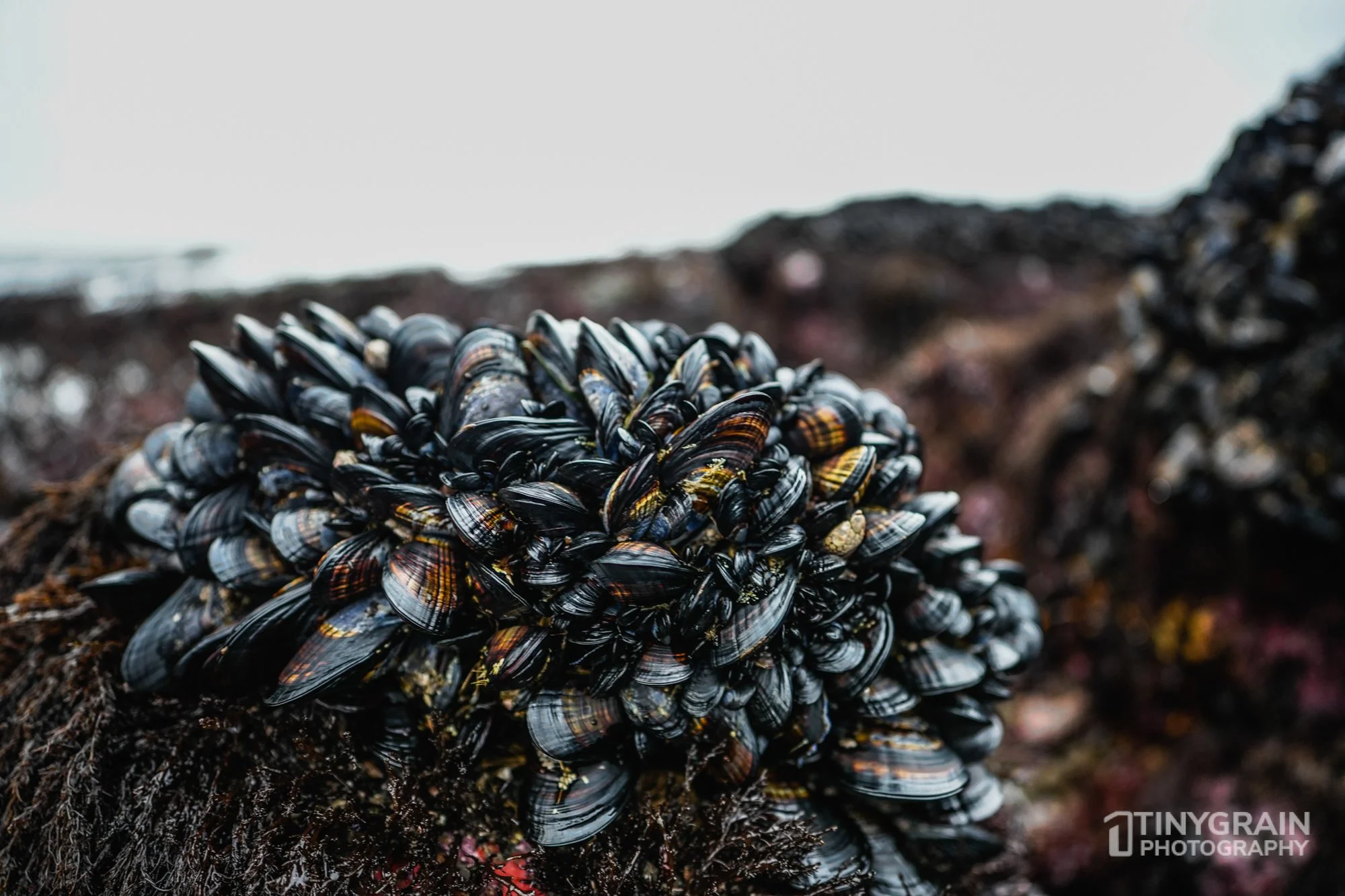 202212-TSR-WalkonBeach-A7405856-the-sea-ranch-marine-conservation-pacific-ocean-tidepools-mussels-bed.jpg