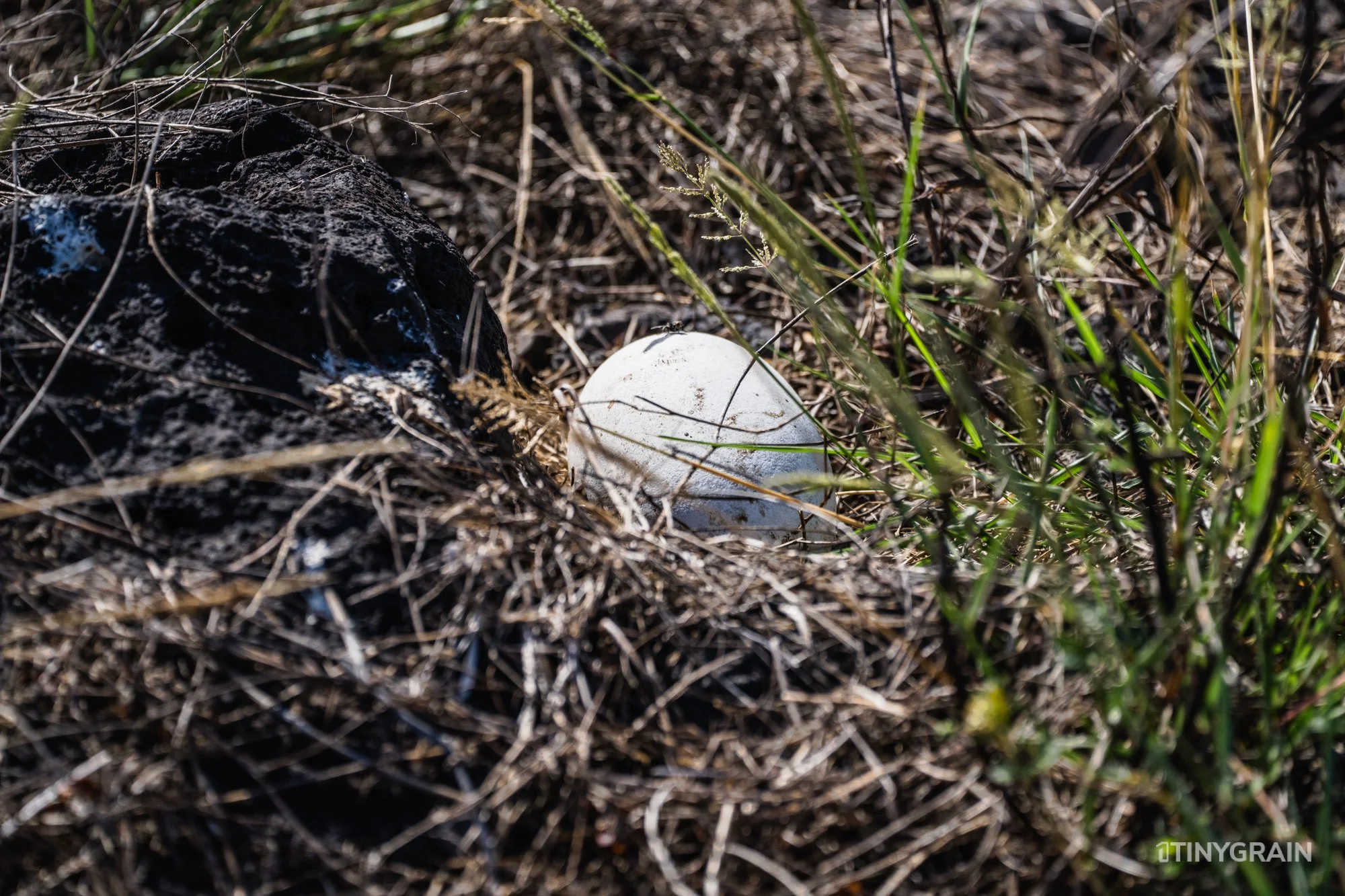 An abandoned albatross egg.