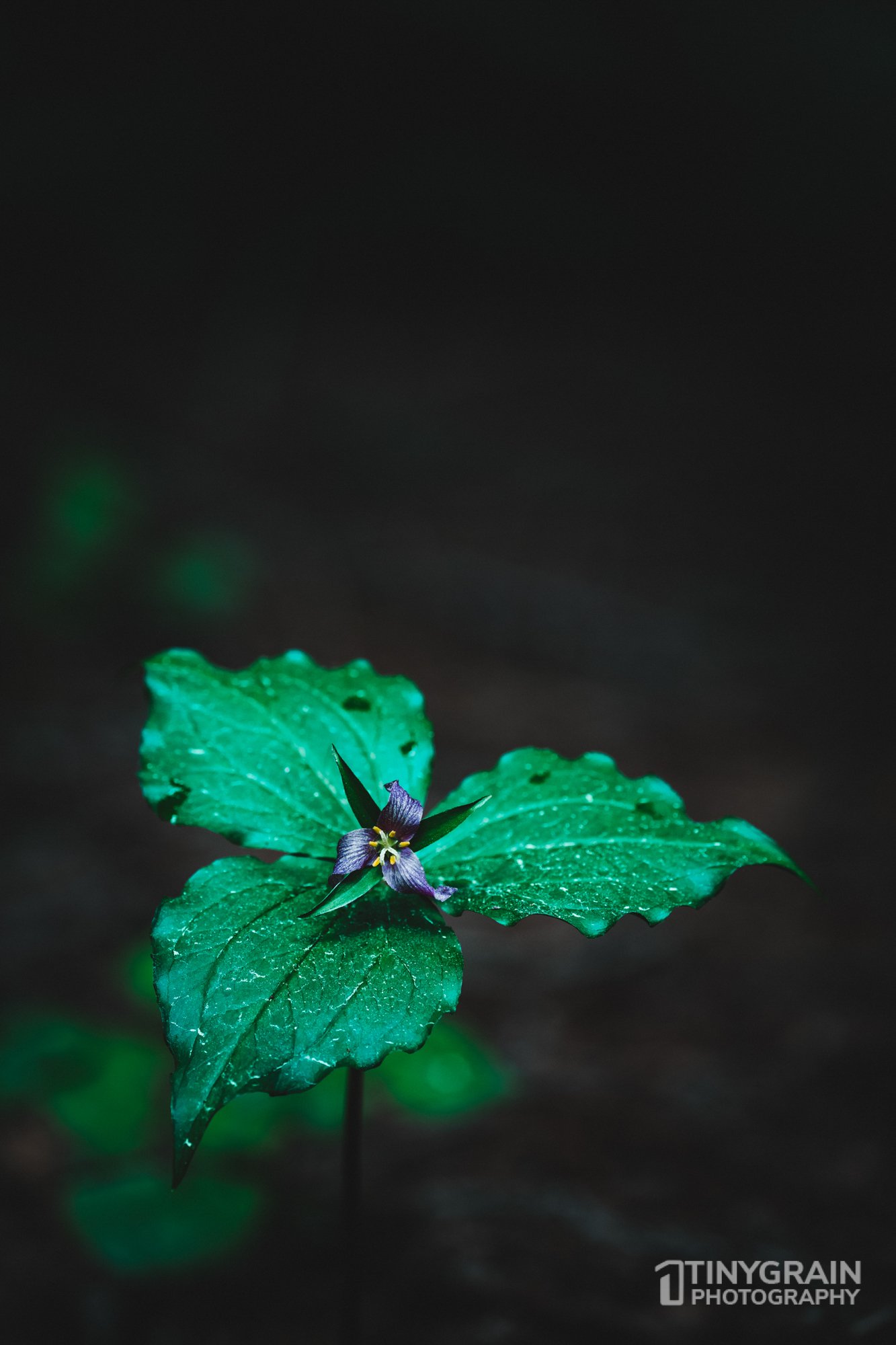 20230503-SalalTrailHike-A7402526-2-the-sea-ranch-marine-conservation-pacific-ocean-salal-trail-hike-flower.jpg