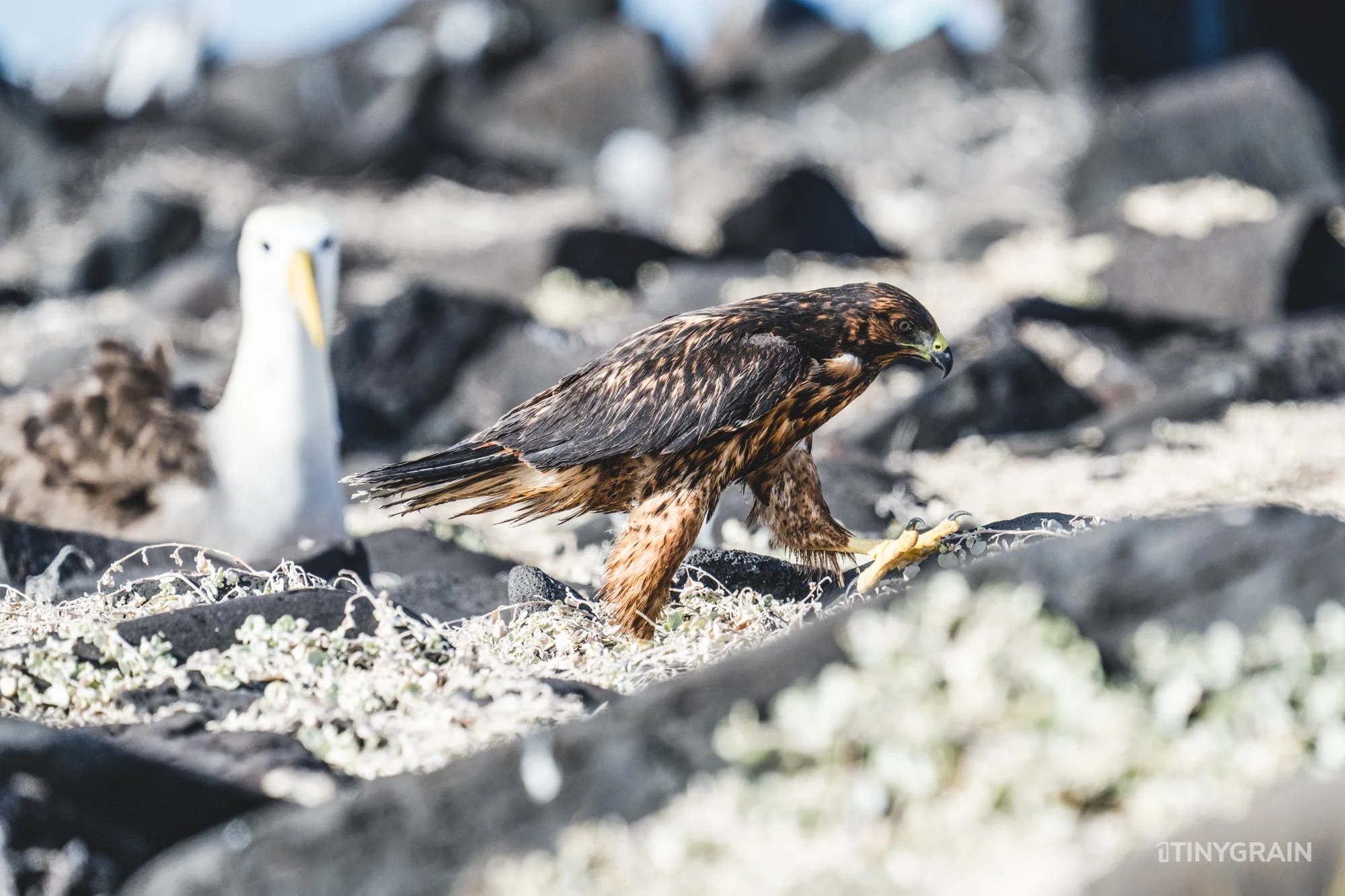 20230807-Galapagos-10-IslaEspanola-SuarezPoint-A7501729-galapagos-islands-ecuador-wildlife-marine-conservation-species-darwin.jpg