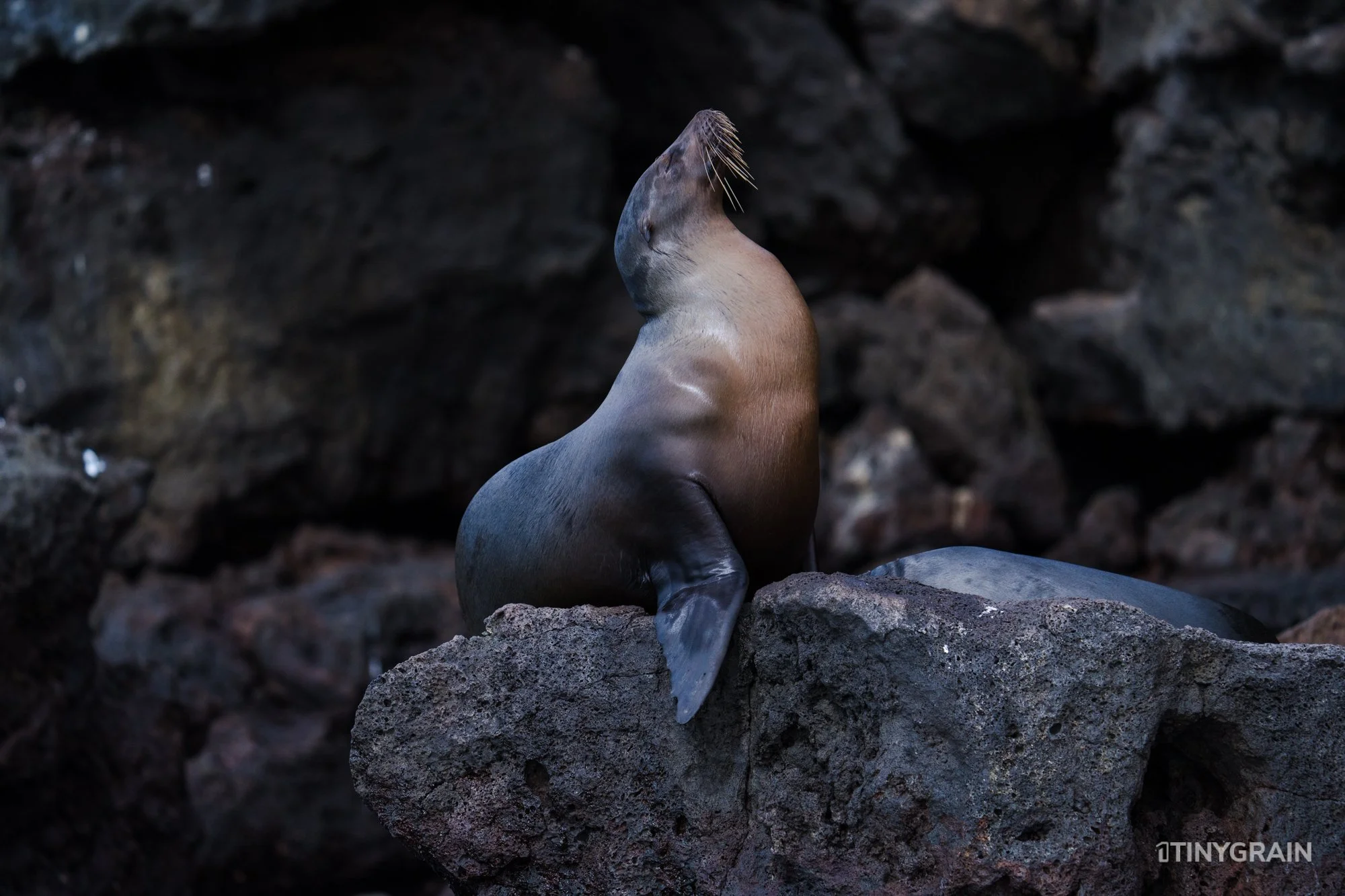 20230806-Galapagos-09-IslaFloreana-ComorantPoint-A7509605-galapagos-islands-ecuador-wildlife-marine-conservation-species-darwin.jpg