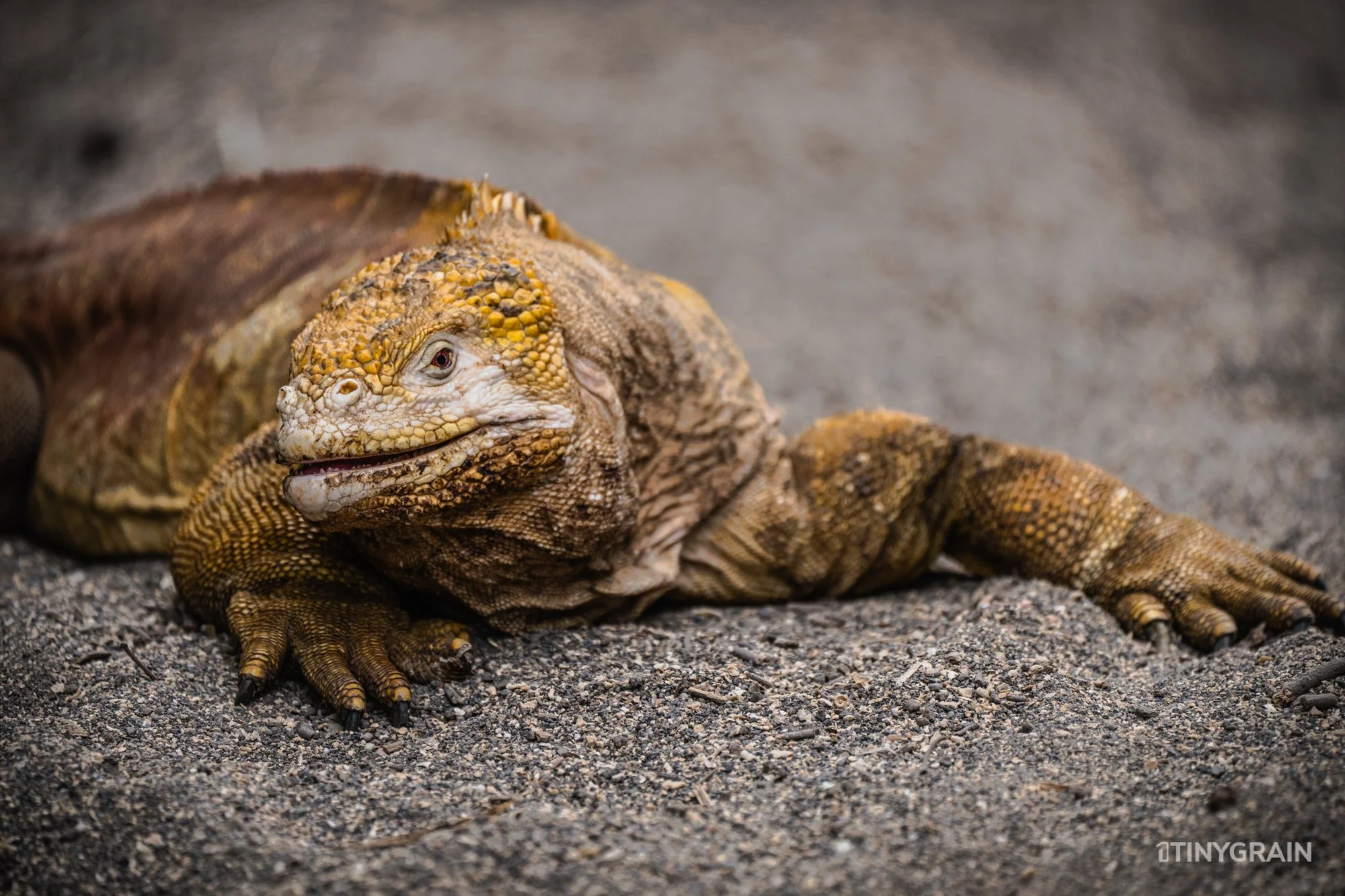 20230803-Galapagos-04-IslaIsabela-UrbinaBay_MorenoPoint-A7504690-galapagos-islands-ecuador-wildlife-marine-conservation-species-darwin.jpg