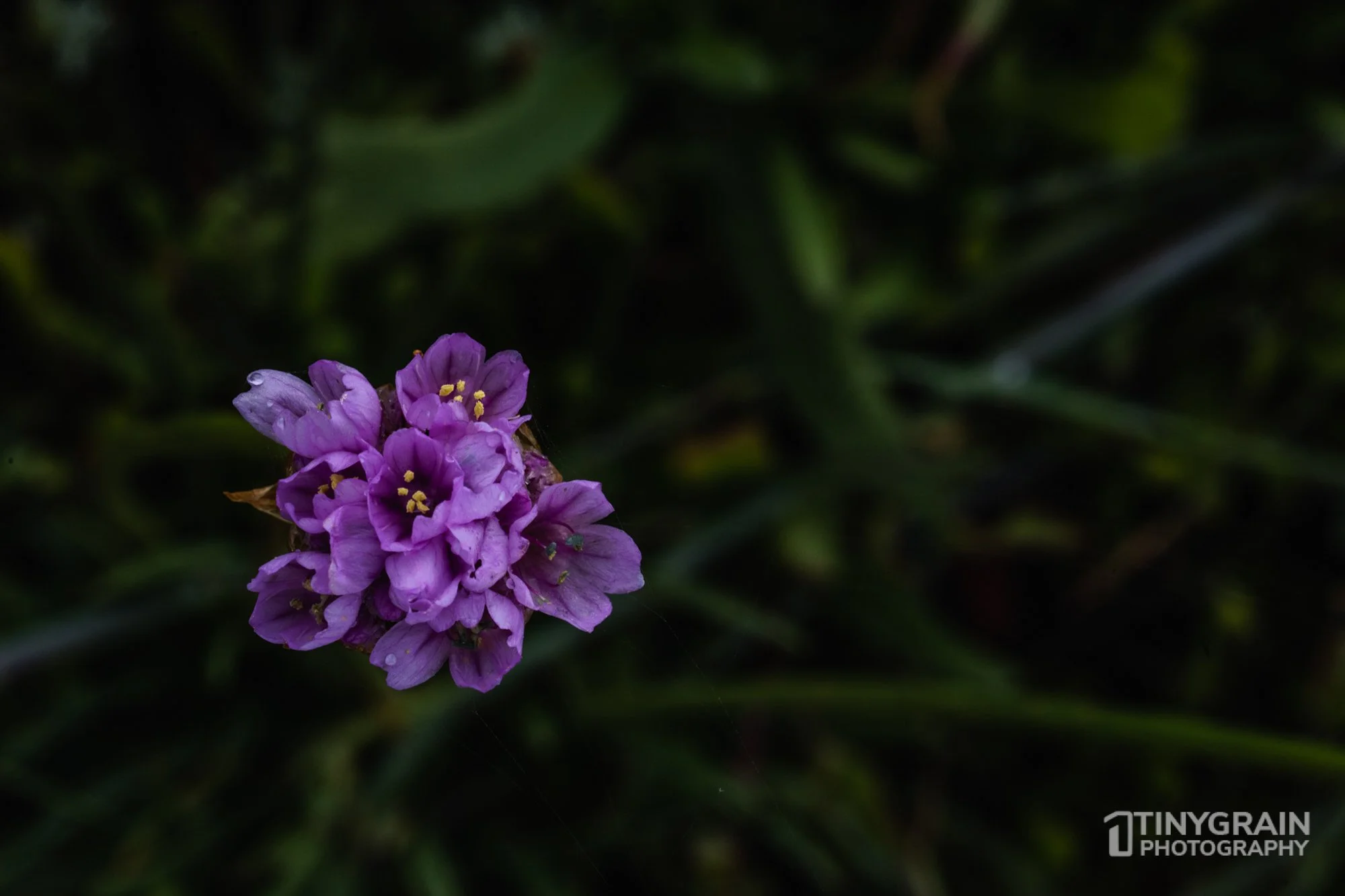 20230503-SalalTrailHike-A7402494-the-sea-ranch-marine-conservation-pacific-ocean-salal-trail-hike-flower.jpg