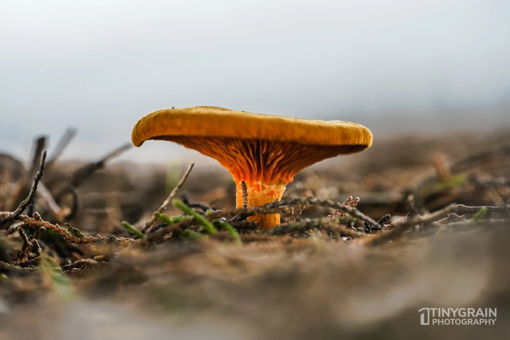 202212-TSR-NorthBluffWalk-A7406674-the-sea-ranch-conservation-pacific-ocean-fungi.jpg