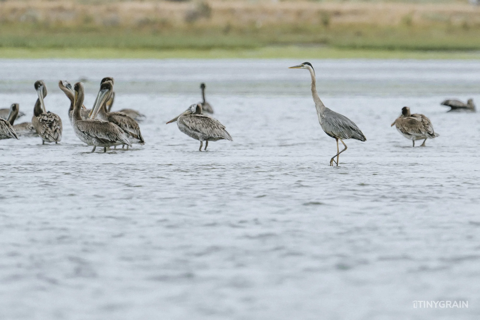 20230715-StinsonBeach-BolinasLagoon-LowTide-A7501637-greatheron-pelican-wildlife-conservation-heron-egret.jpg